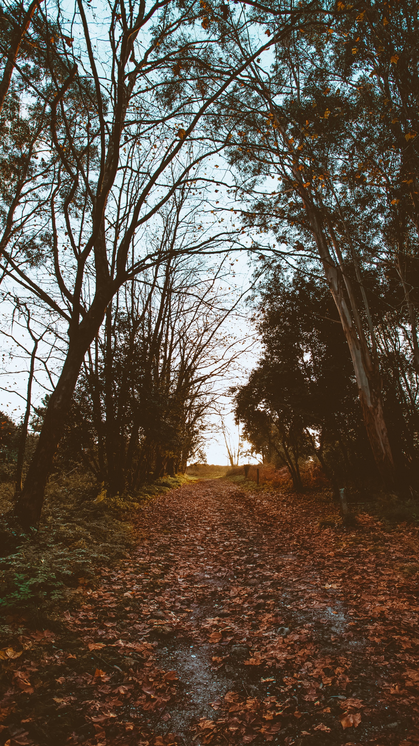 Nature, Feuille, Paysage Naturel, Environnement Naturel, Woodland. Wallpaper in 1440x2560 Resolution