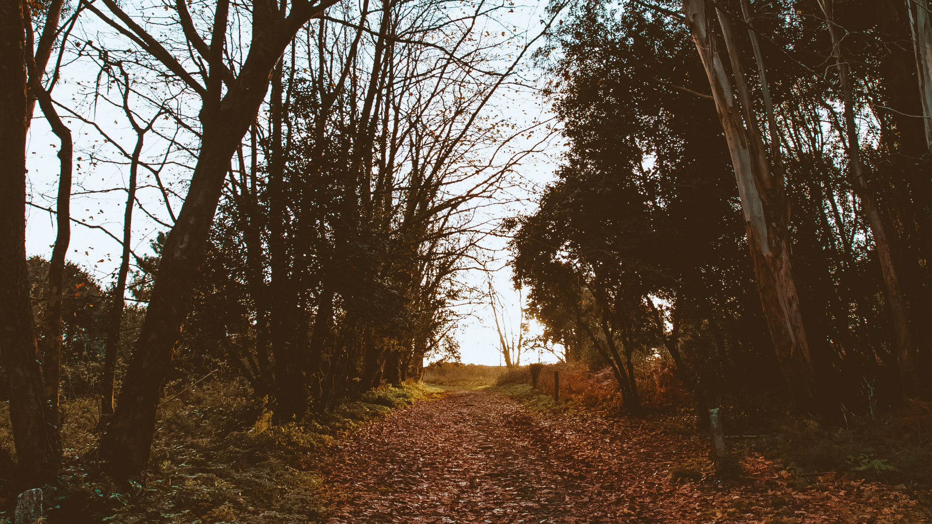 Nature, Tree, Leaf, Natural Landscape, Natural Environment. Wallpaper in 1920x1080 Resolution