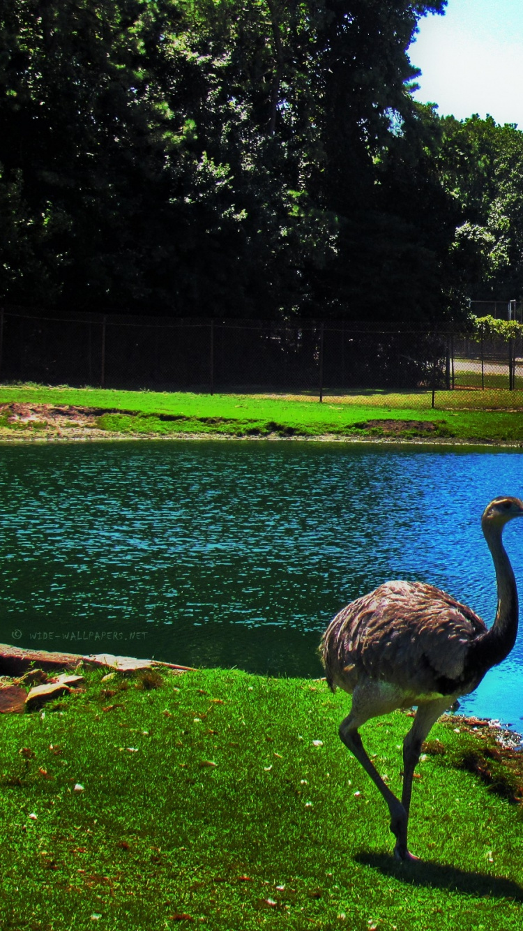 Canard Gris Sur L'eau Pendant la Journée. Wallpaper in 750x1334 Resolution