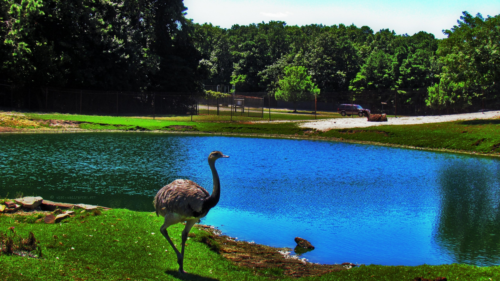 Gray Duck on Water During Daytime. Wallpaper in 1920x1080 Resolution