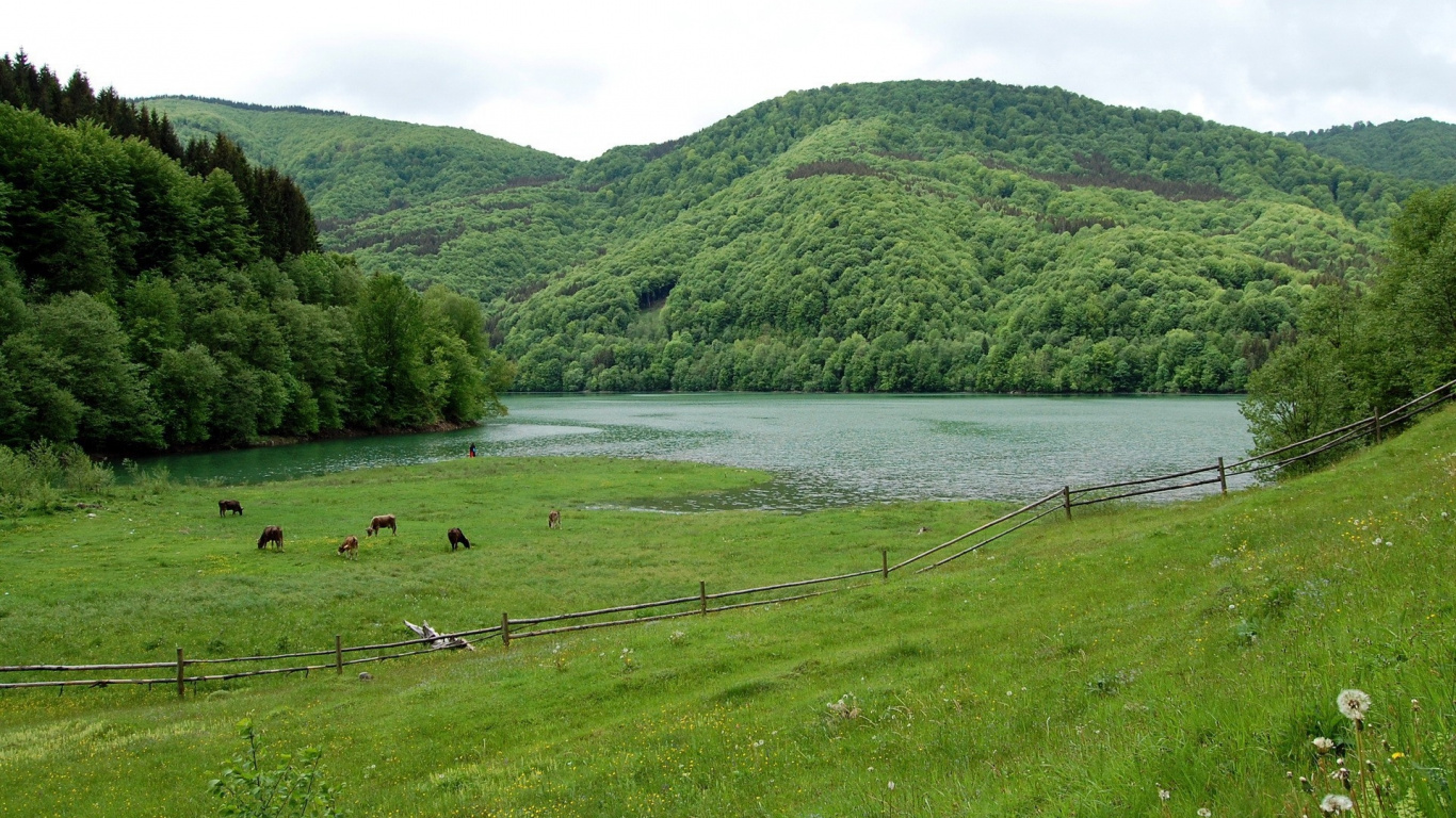 Champ D'herbe Verte Près du Lac Pendant la Journée. Wallpaper in 1366x768 Resolution