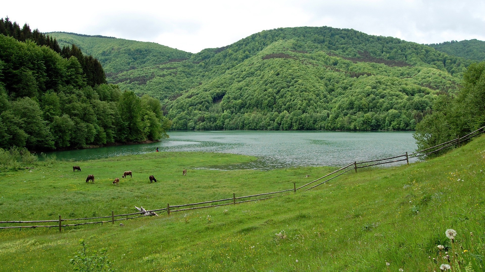 Tagsüber Grüne Wiese in Der Nähe Des Sees. Wallpaper in 1920x1080 Resolution