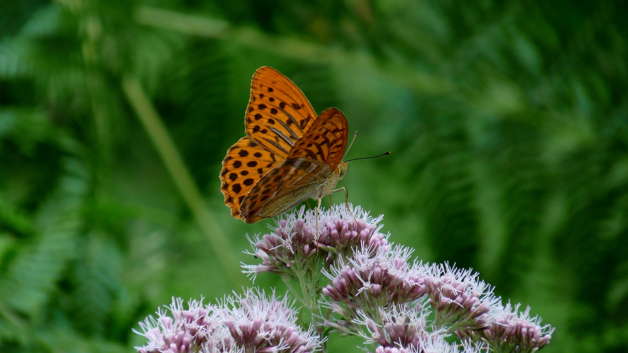 Brown and Black Butterfly on Purple Flower. Wallpaper in 1280x720 Resolution