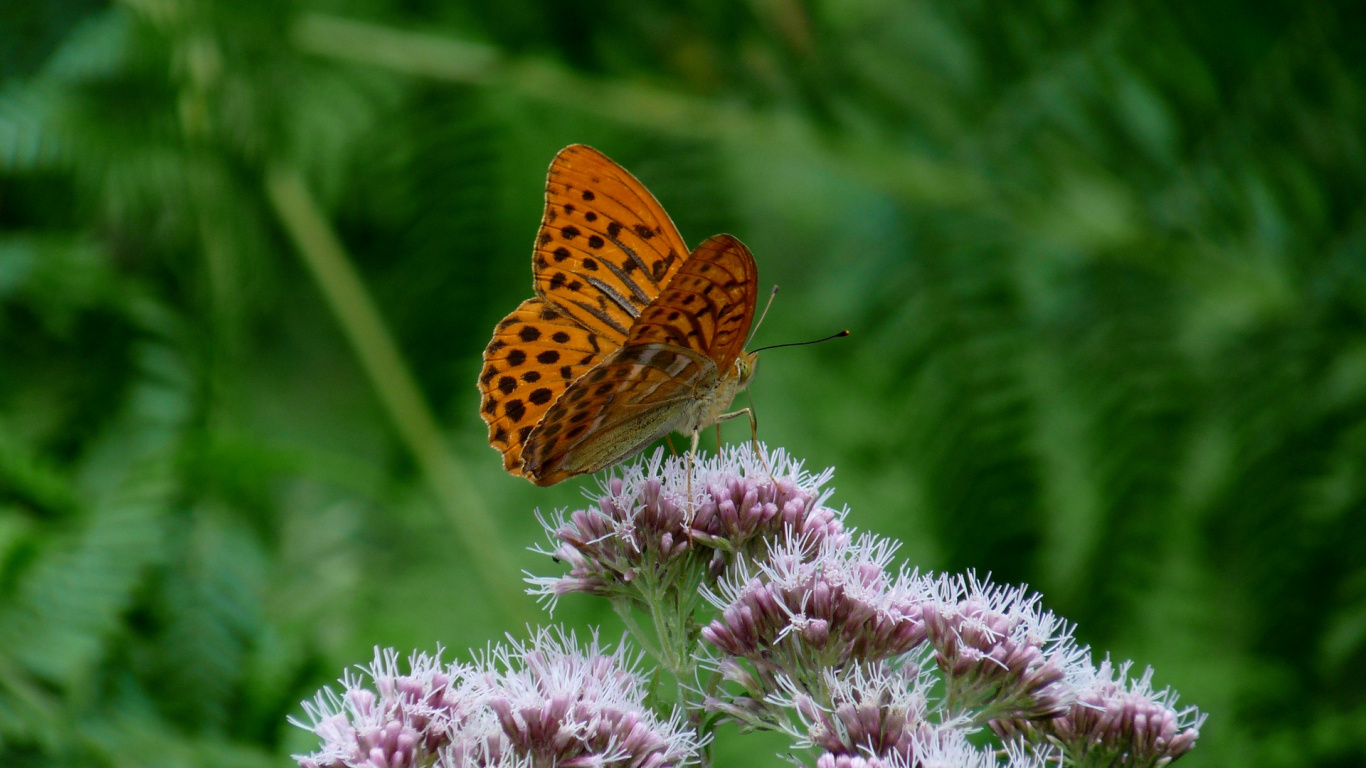 Brown and Black Butterfly on Purple Flower. Wallpaper in 1366x768 Resolution