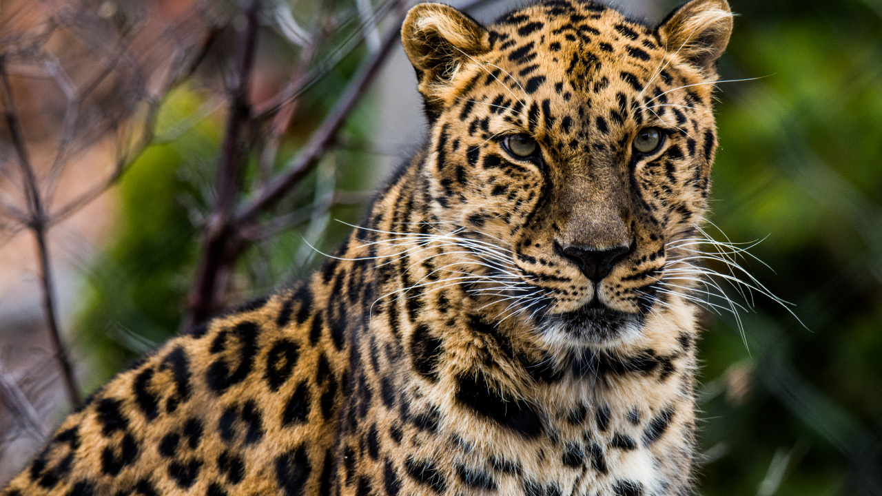 Brown and Black Leopard on Brown Tree Branch During Daytime. Wallpaper in 1280x720 Resolution