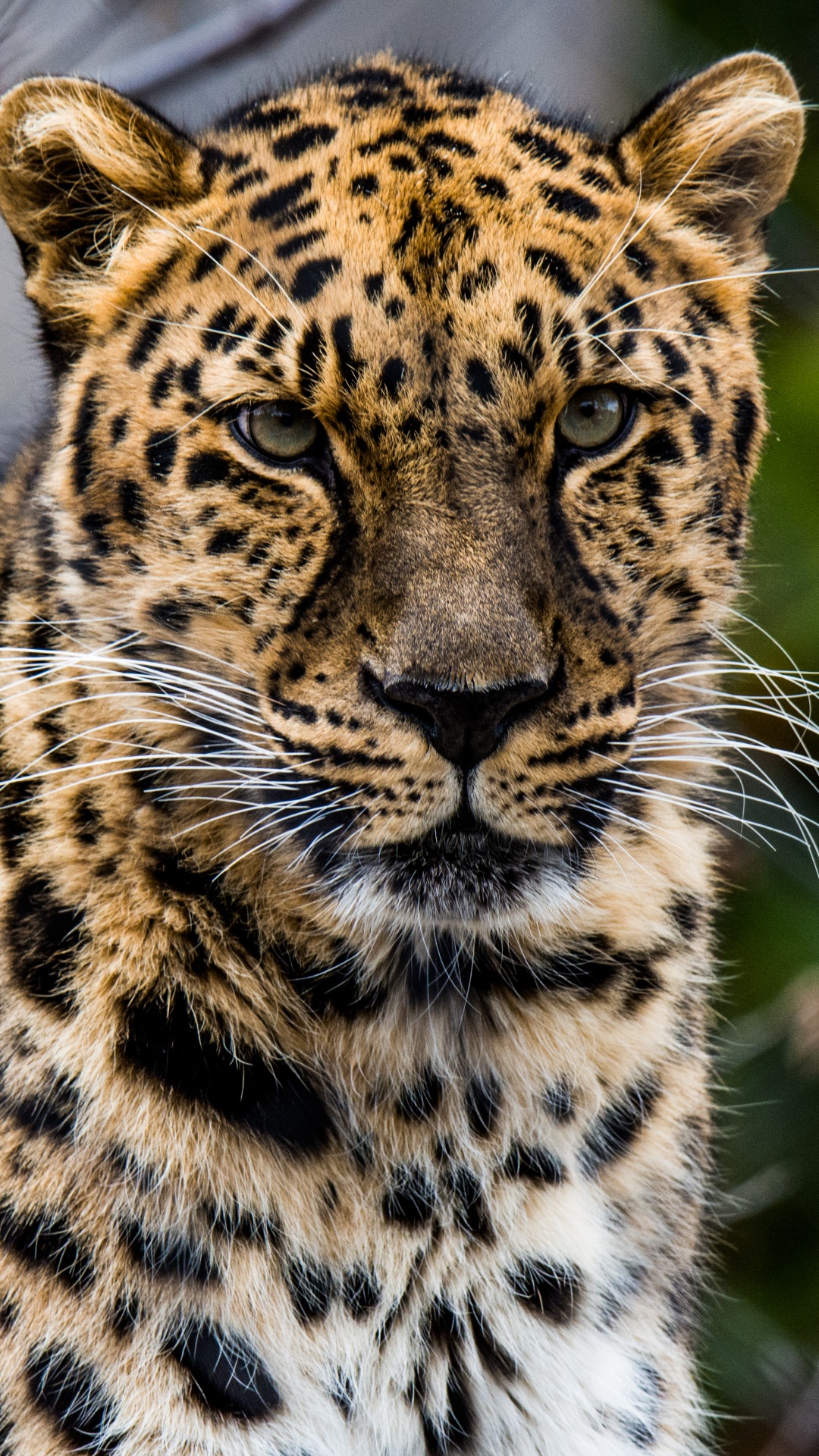 非洲豹, 猫科, 陆地动物, 野生动物, 胡须 壁纸 1080x1920 允许