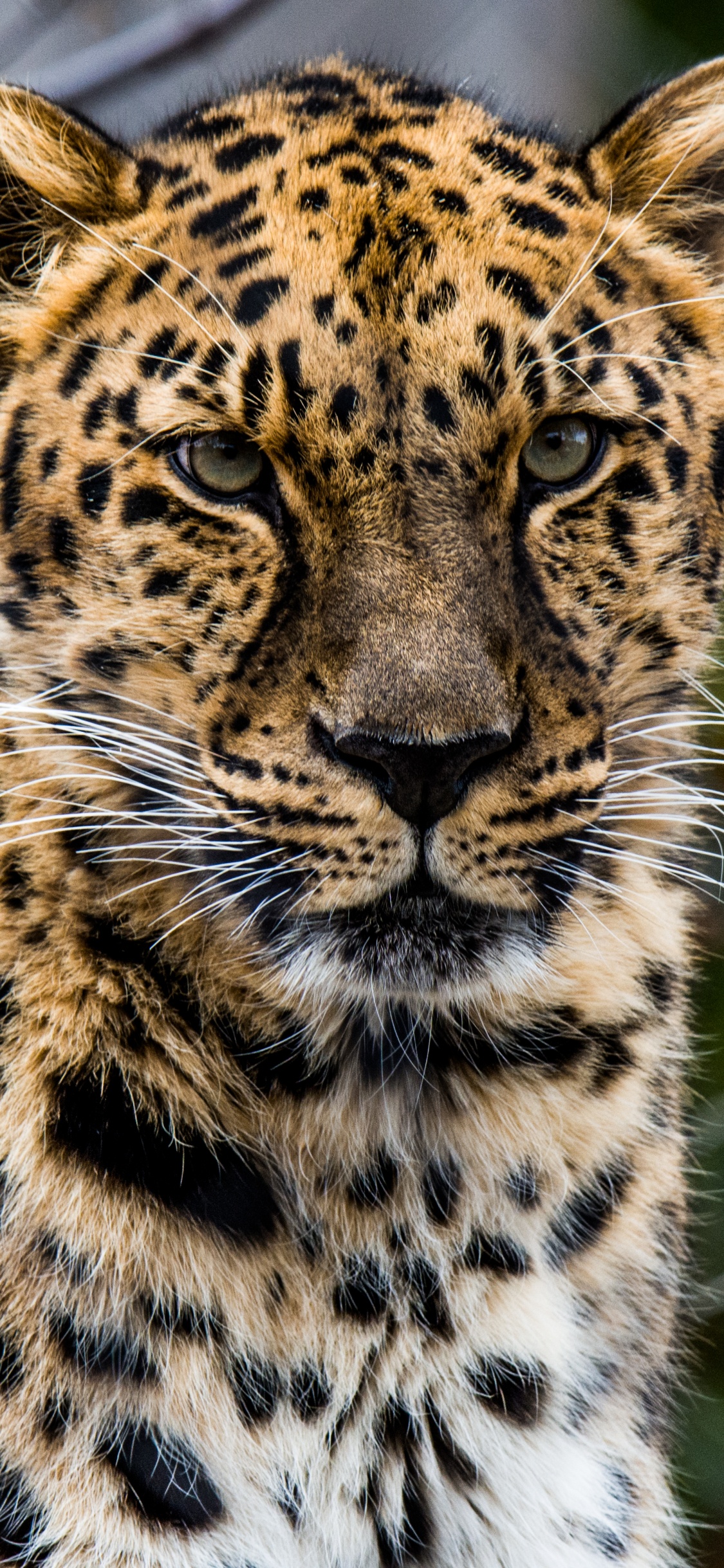 非洲豹, 猫科, 陆地动物, 野生动物, 胡须 壁纸 1125x2436 允许