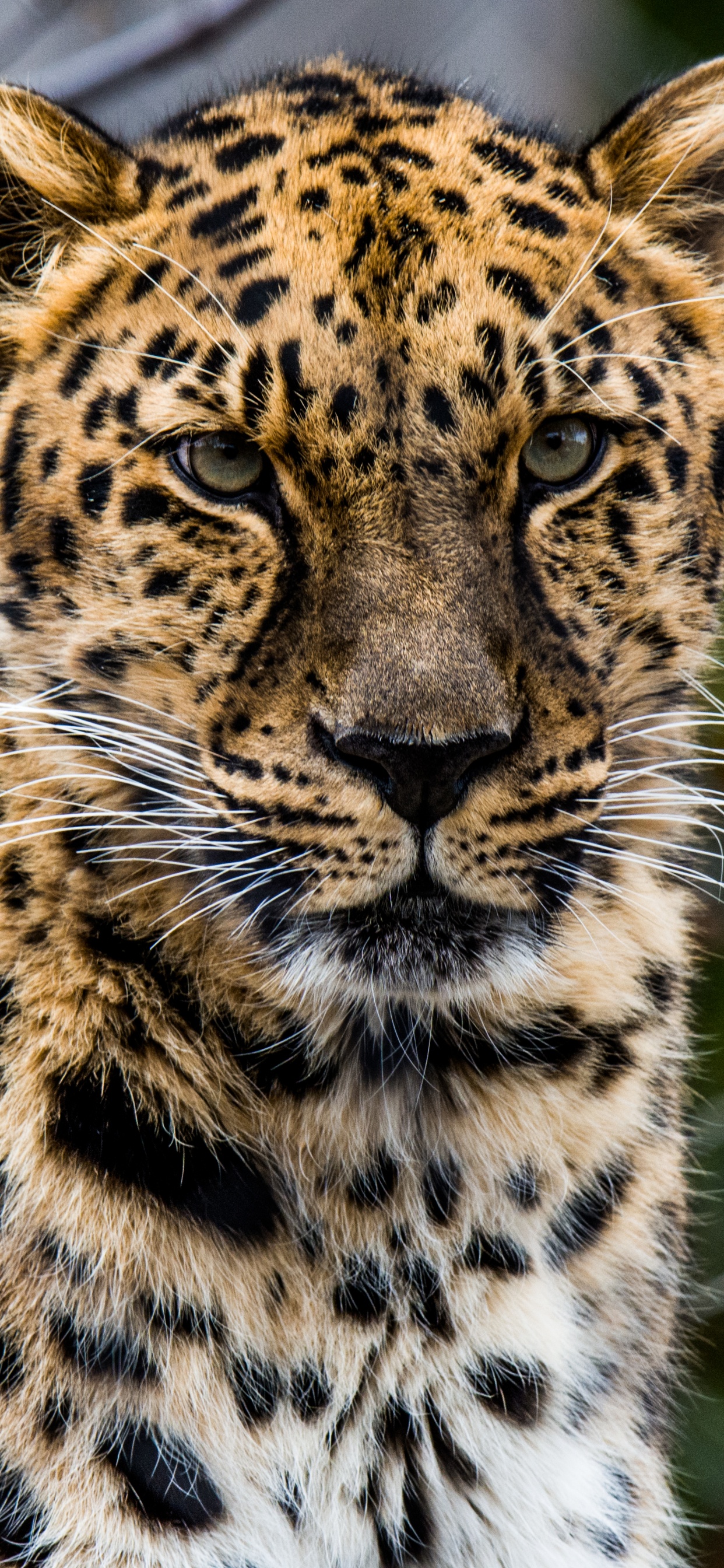 非洲豹, 猫科, 陆地动物, 野生动物, 胡须 壁纸 1242x2688 允许