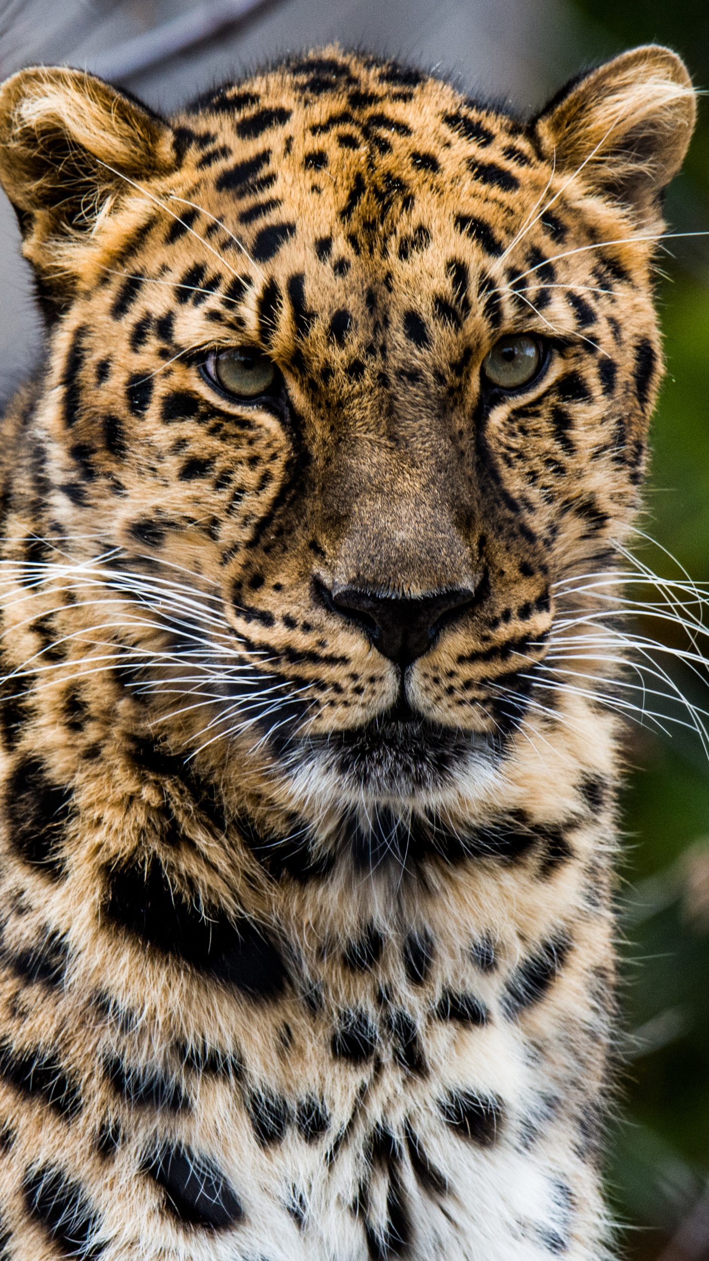 非洲豹, 猫科, 陆地动物, 野生动物, 胡须 壁纸 1440x2560 允许