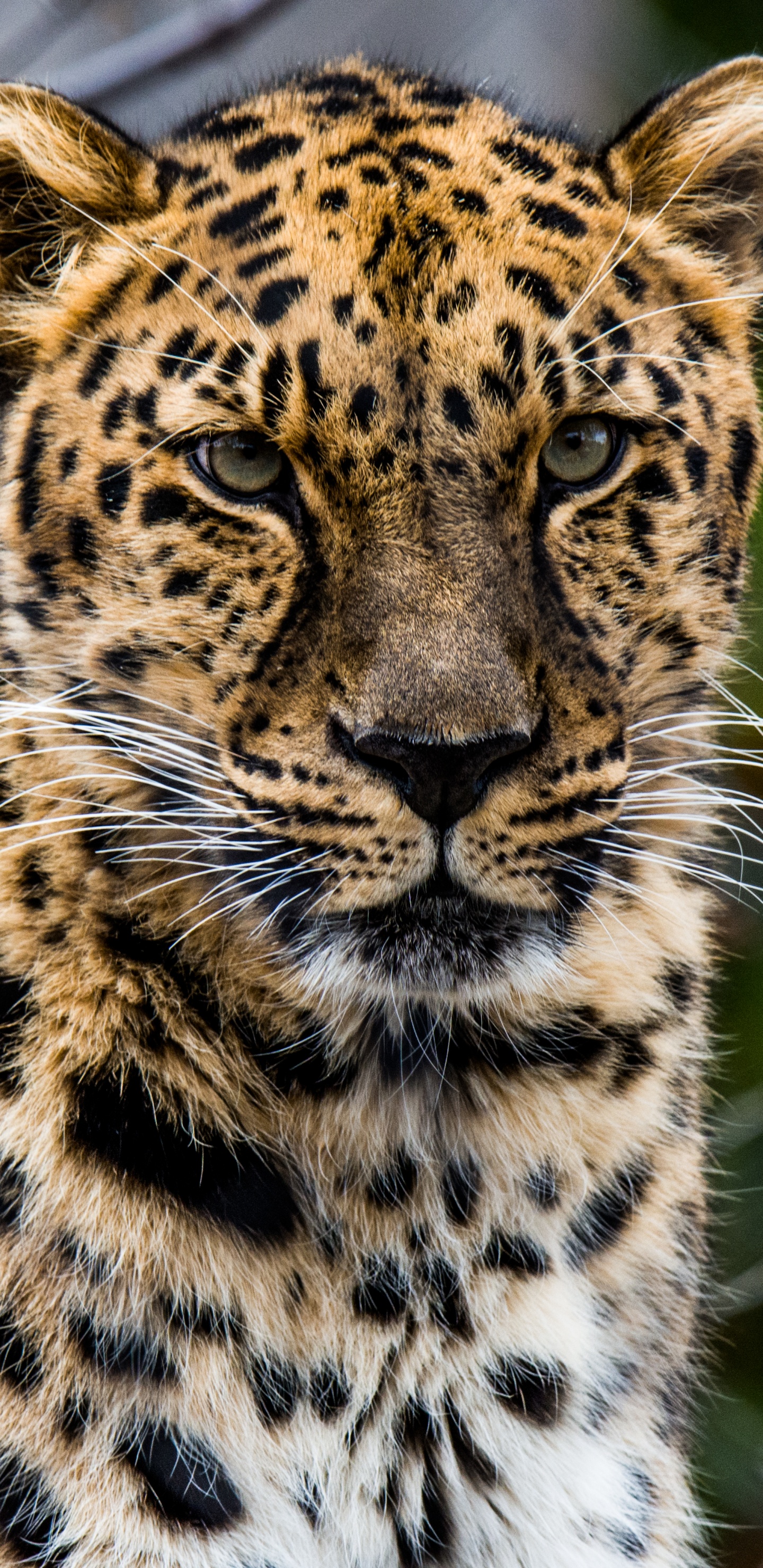 非洲豹, 猫科, 陆地动物, 野生动物, 胡须 壁纸 1440x2960 允许