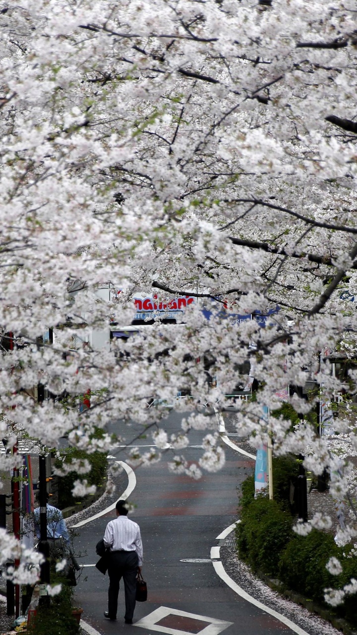 People Walking on Sidewalk Near Trees and Body of Water During Daytime. Wallpaper in 720x1280 Resolution