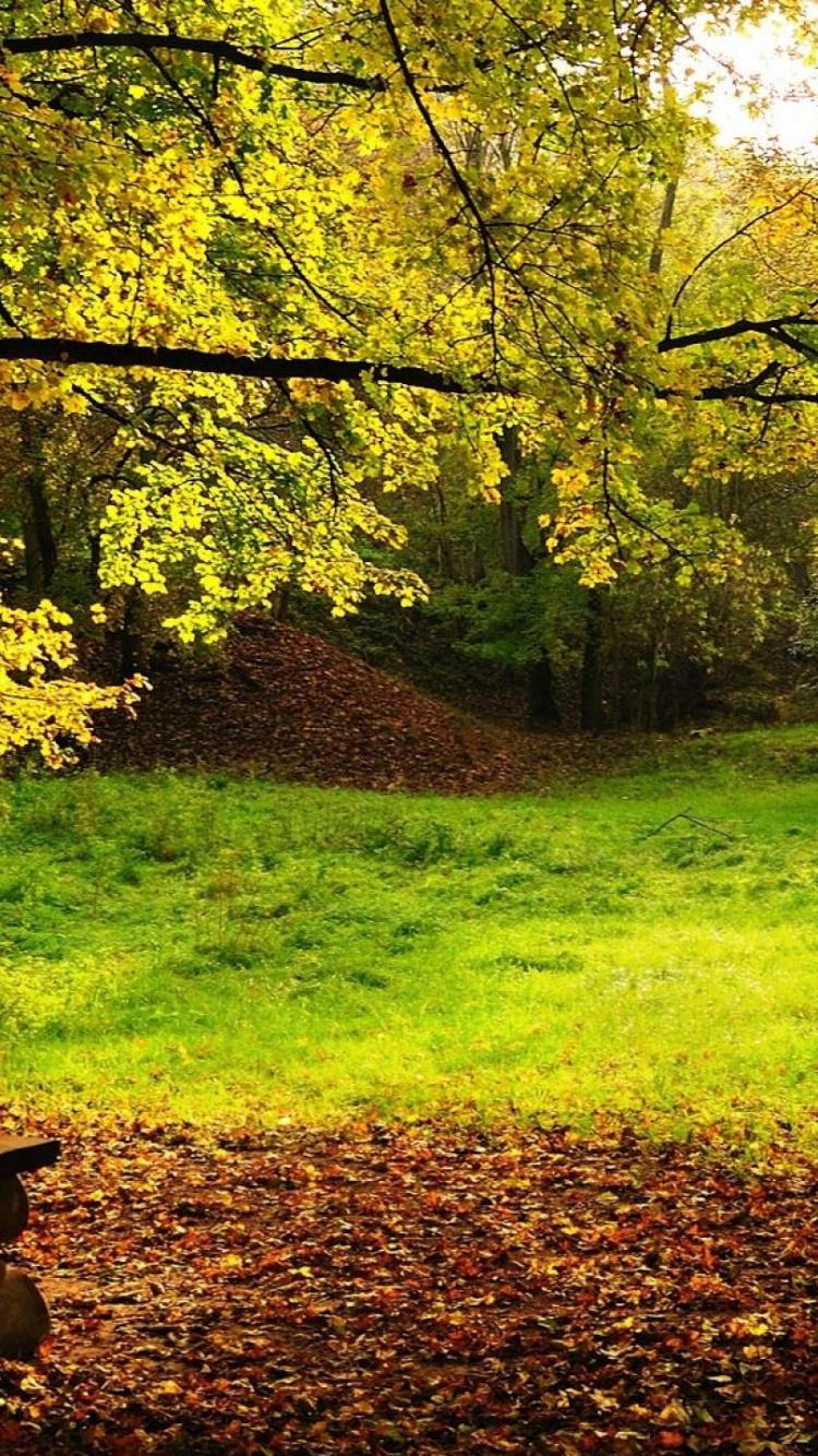 Braune Holzbank Auf Grüner Wiese. Wallpaper in 750x1334 Resolution