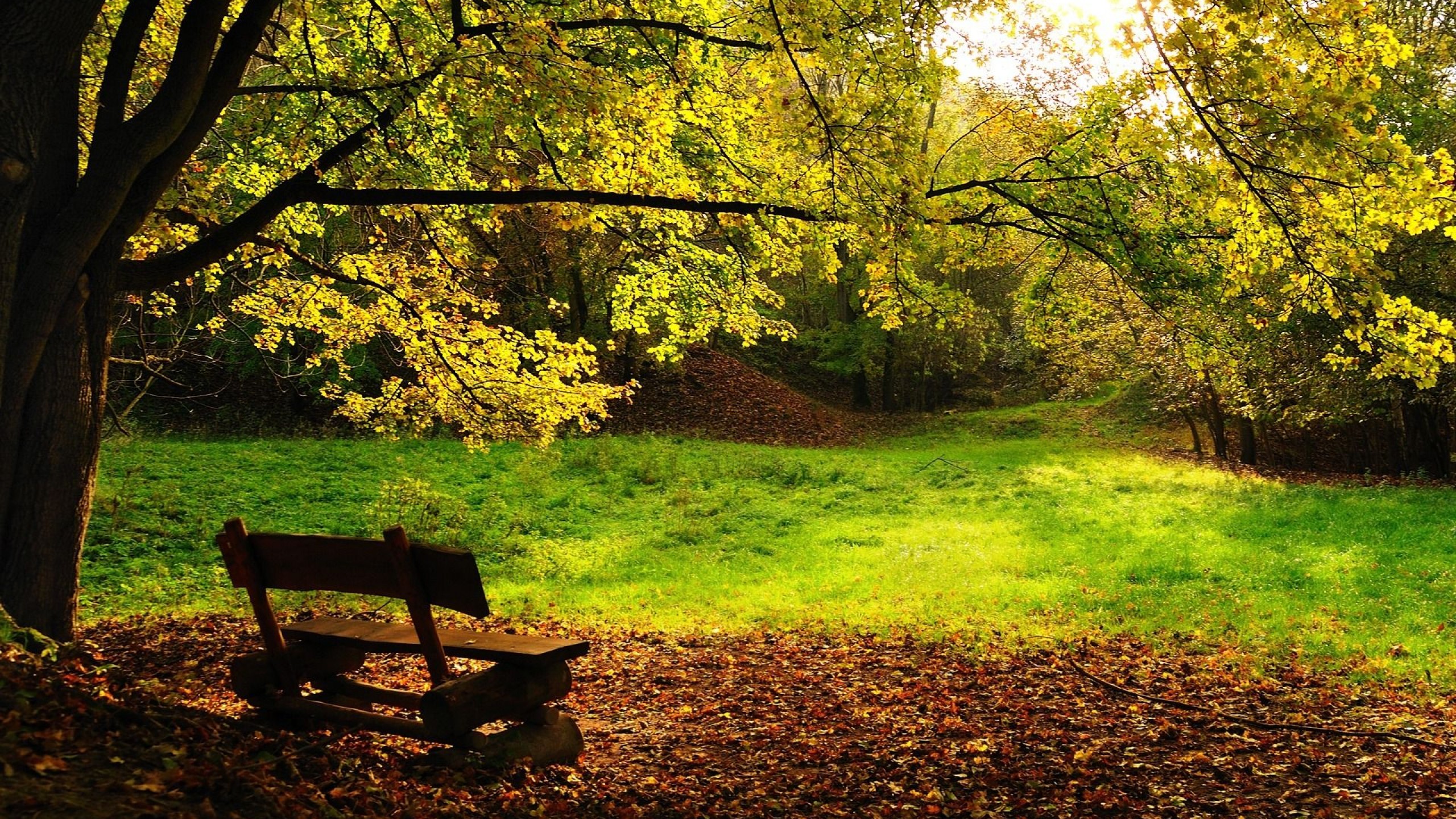 Brown Wooden Bench on Green Grass Field. Wallpaper in 2560x1440 Resolution