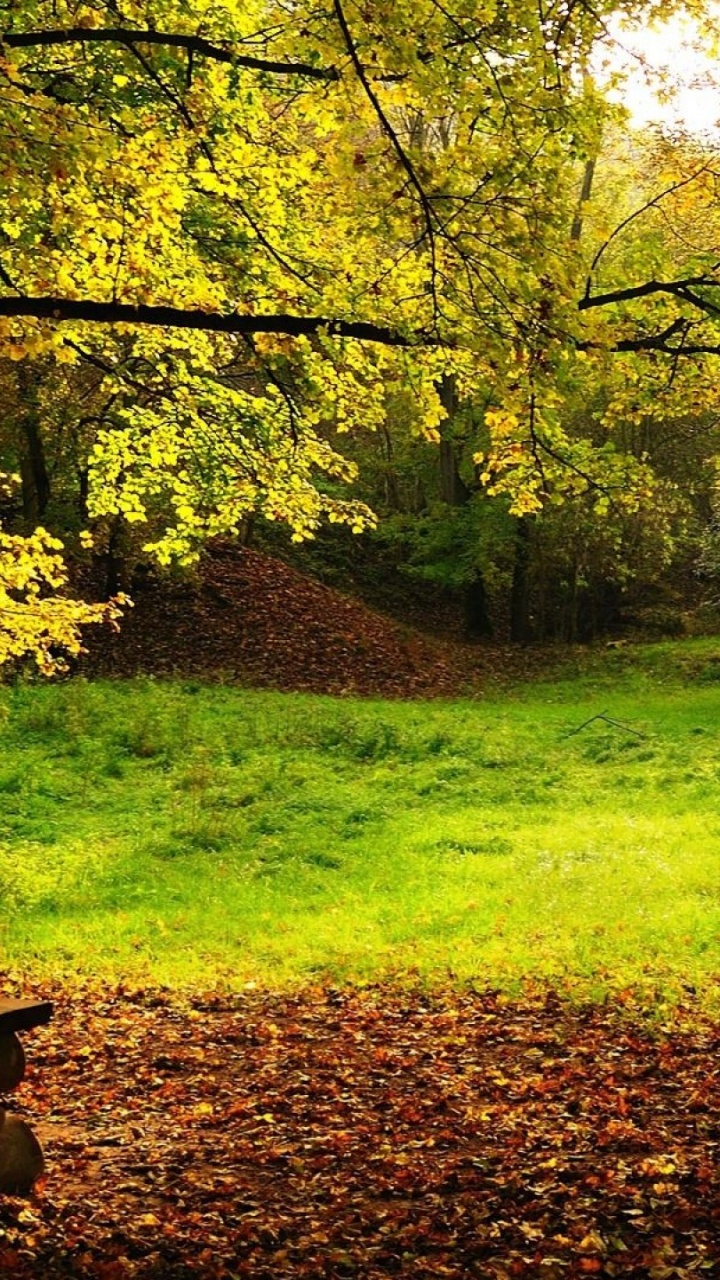 Brown Wooden Bench on Green Grass Field. Wallpaper in 720x1280 Resolution