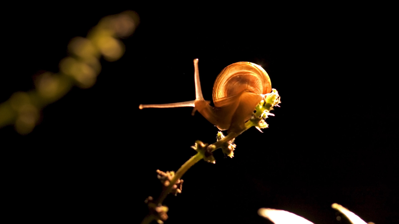 Braune Schnecke Auf Braunem Stiel. Wallpaper in 1280x720 Resolution