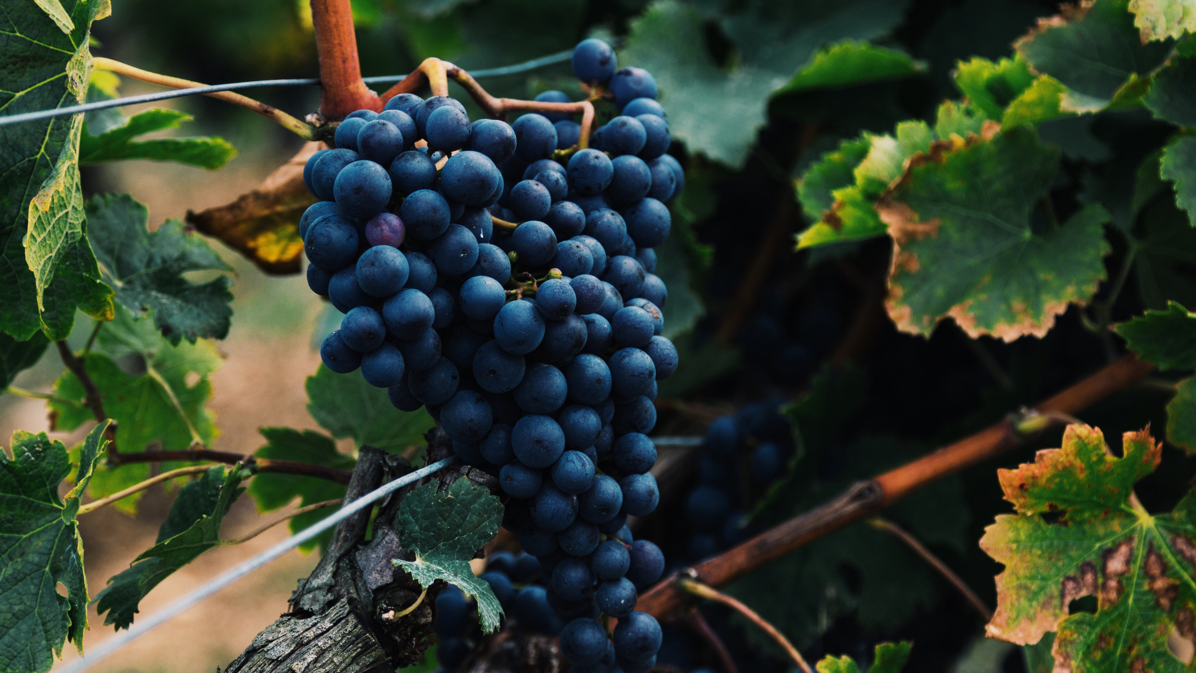 Black Round Fruits on Brown Tree Branch. Wallpaper in 3840x2160 Resolution