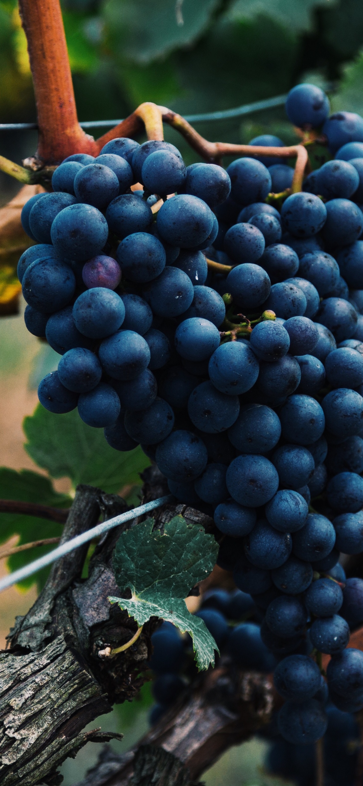 Fruits Ronds Noirs Sur Une Branche D'arbre Brune. Wallpaper in 1242x2688 Resolution