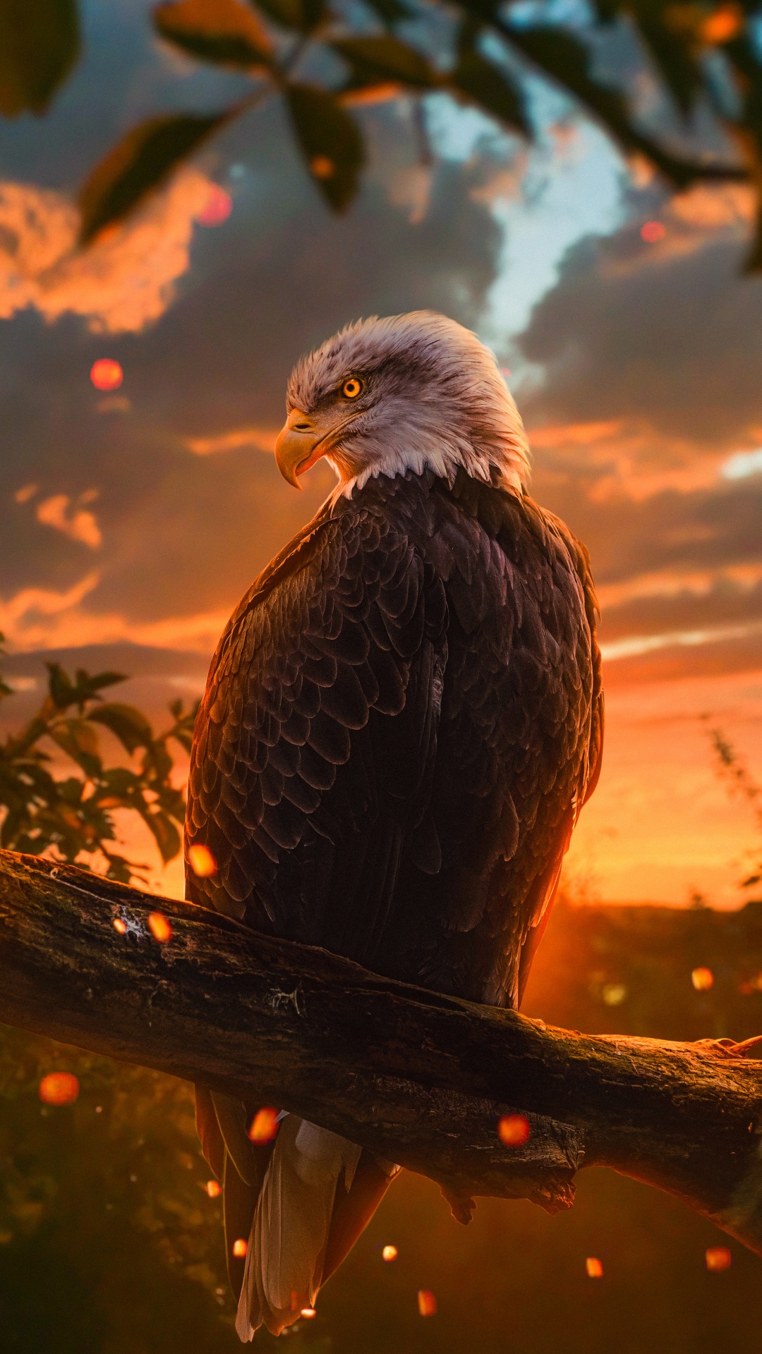 Eagle Wallpapers Download  MobCup
