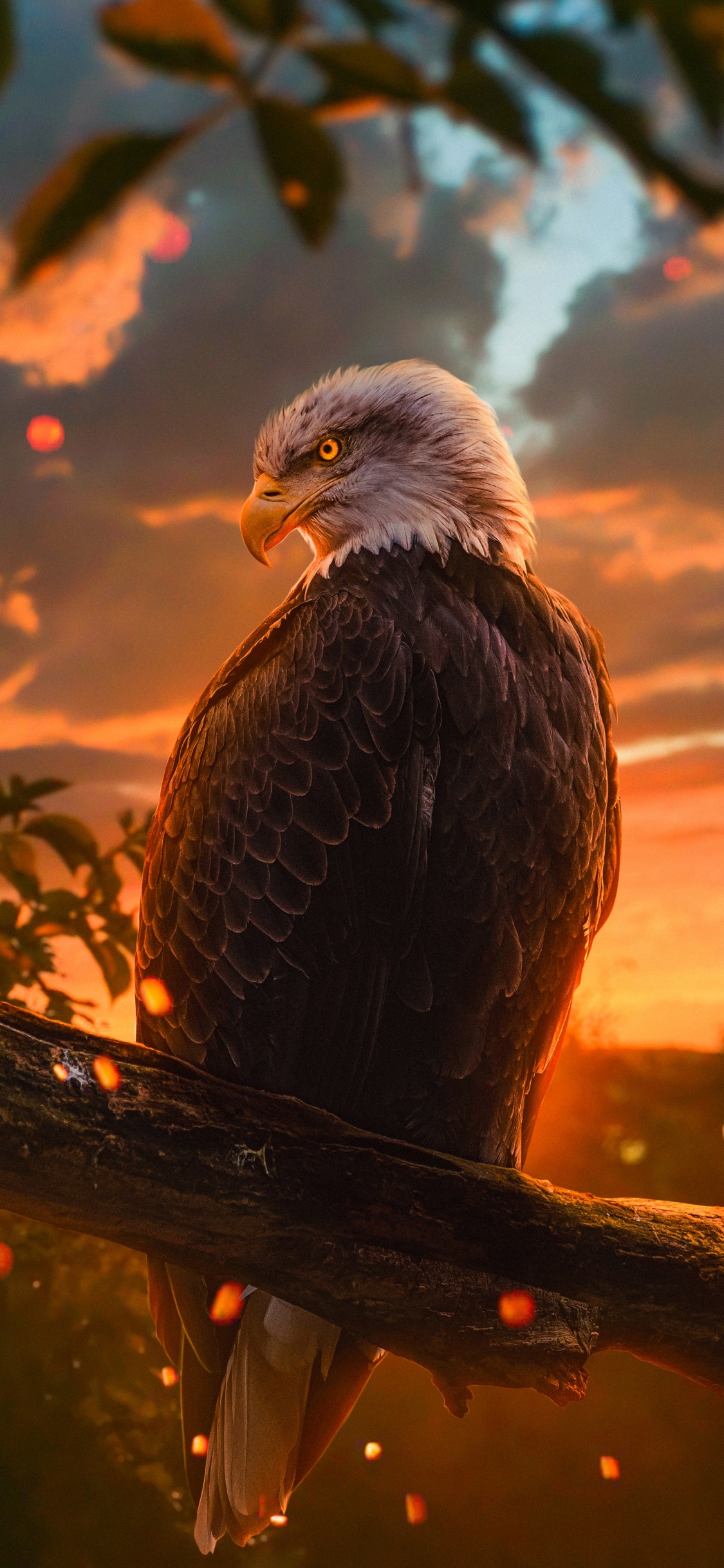 Bald Eagle, Golden Eagle, Eagle, Birds, Bird. Wallpaper in 1125x2436 Resolution