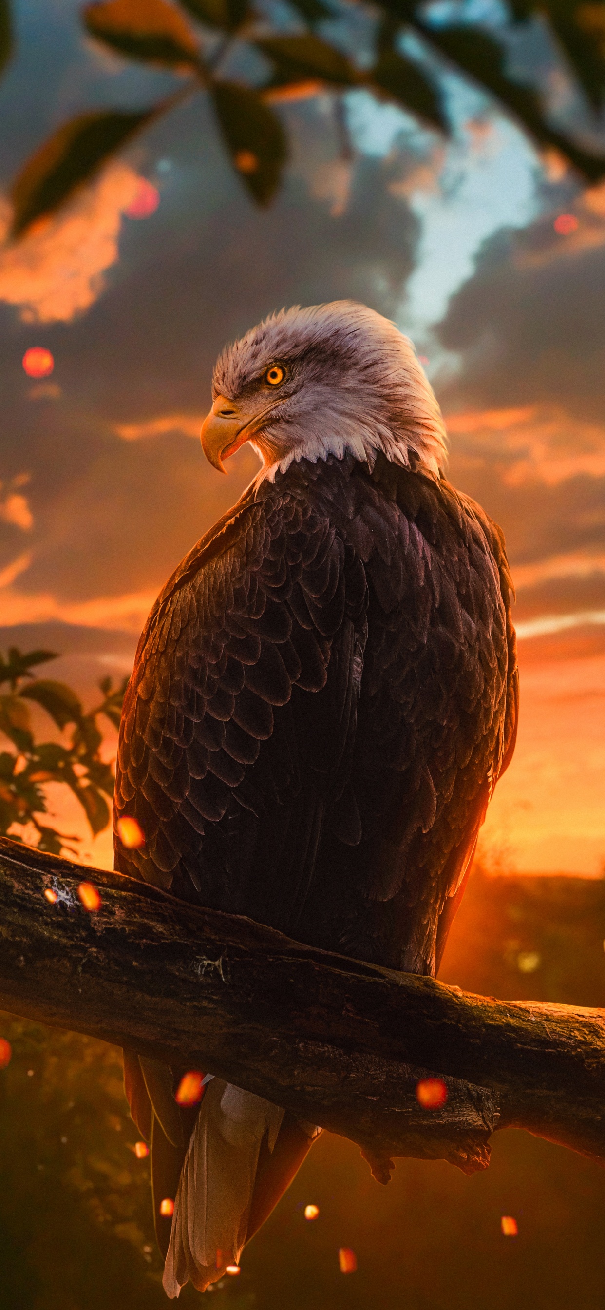 Bald Eagle, Golden Eagle, Eagle, Birds, Bird. Wallpaper in 1242x2688 Resolution