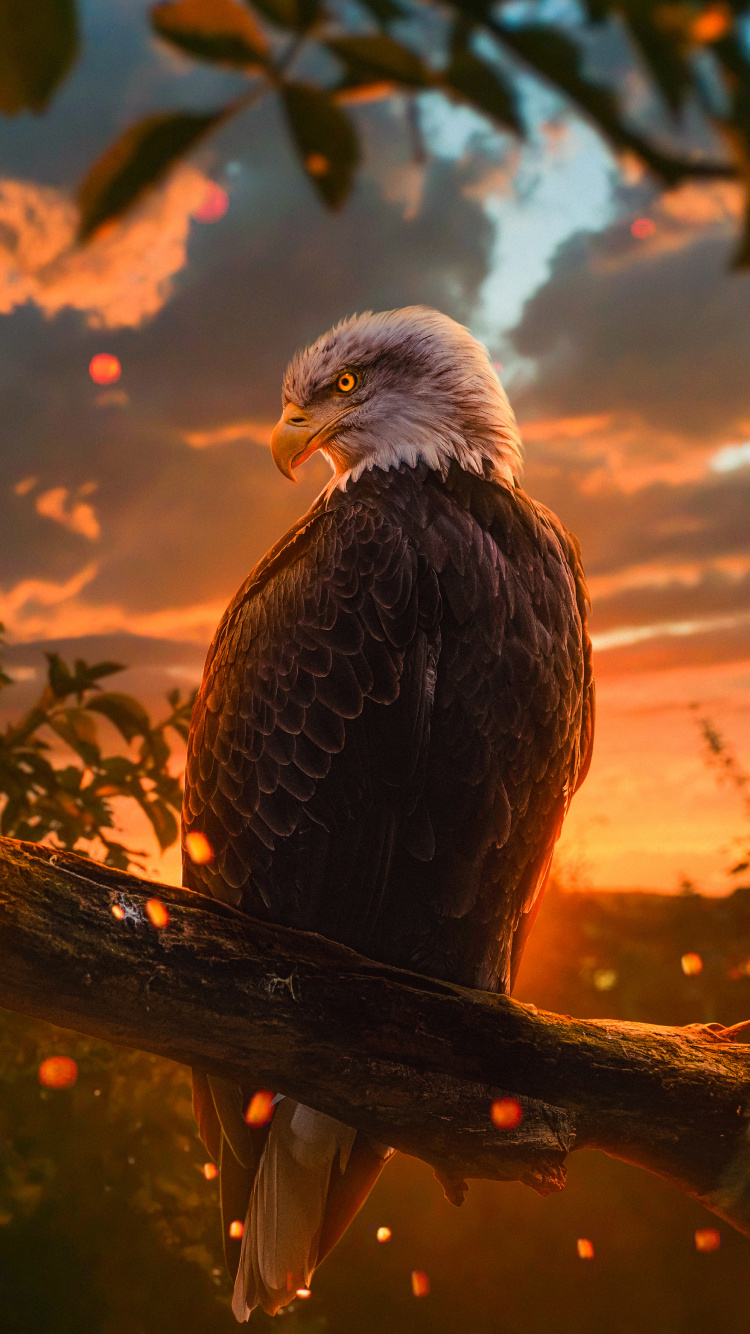 Bald Eagle, Golden Eagle, Eagle, Birds, Bird. Wallpaper in 750x1334 Resolution