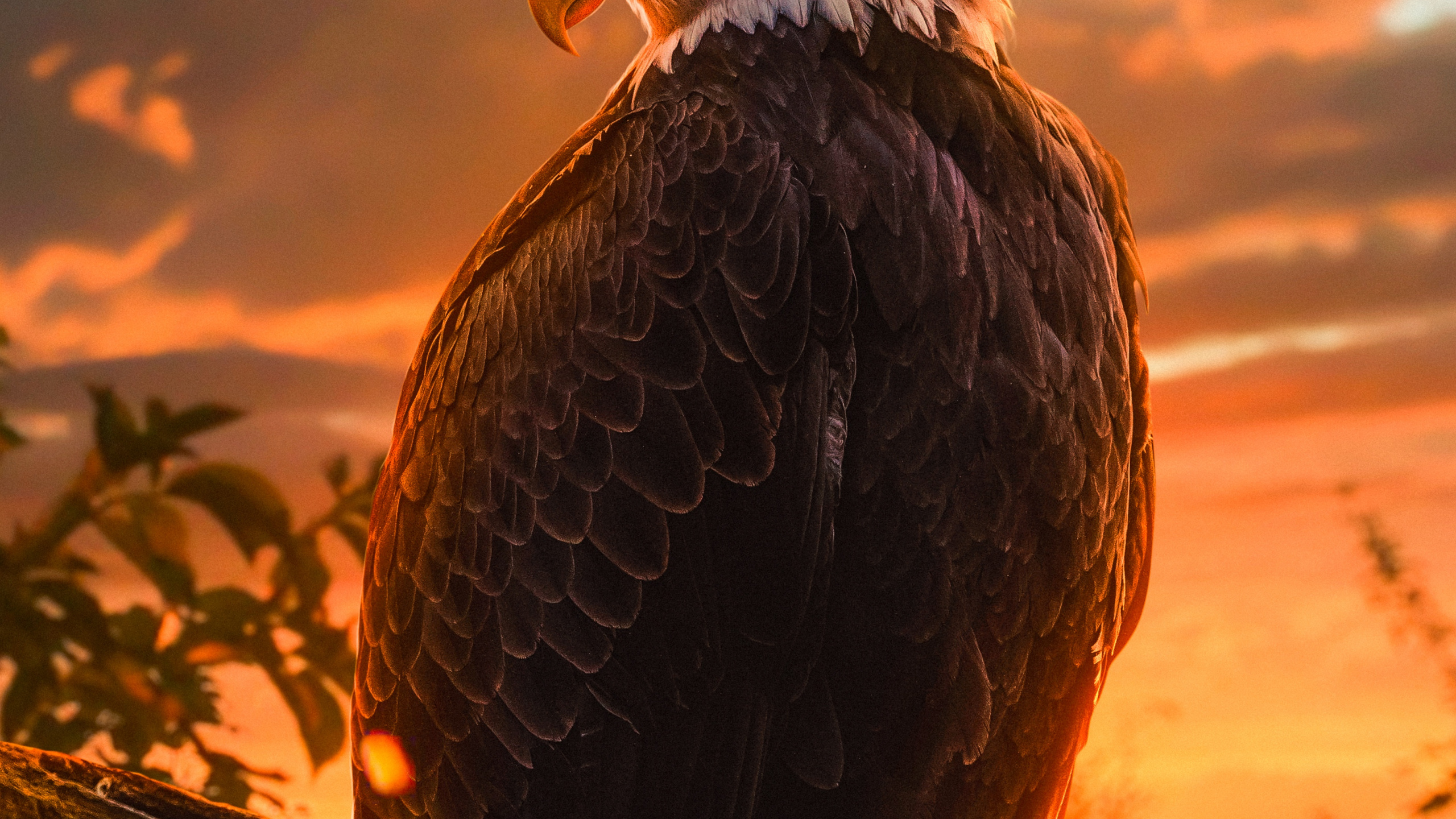 Weißkopfseeadler, Steinadler, Adler, Birds, Vogel. Wallpaper in 2560x1440 Resolution