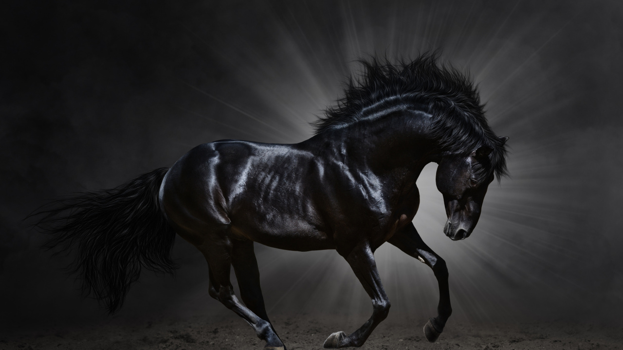 Black Horse Running on Gray Sand During Daytime. Wallpaper in 1280x720 Resolution