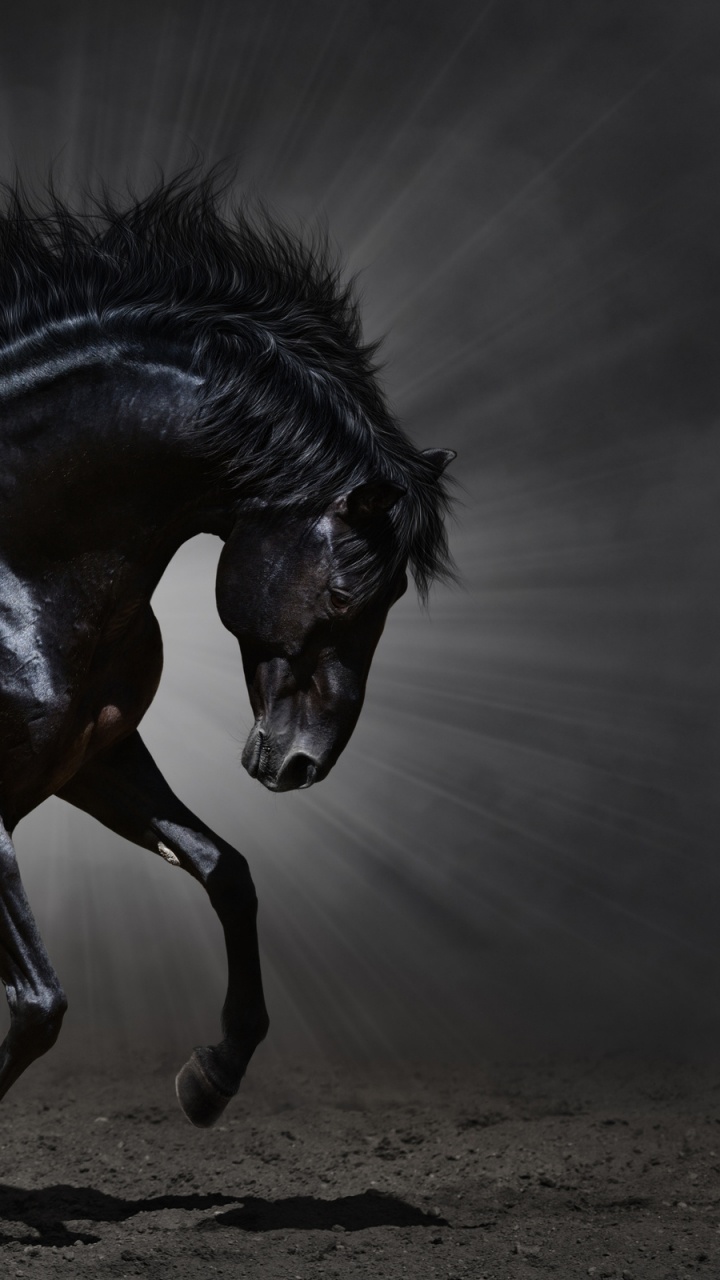 Black Horse Running on Gray Sand During Daytime. Wallpaper in 720x1280 Resolution