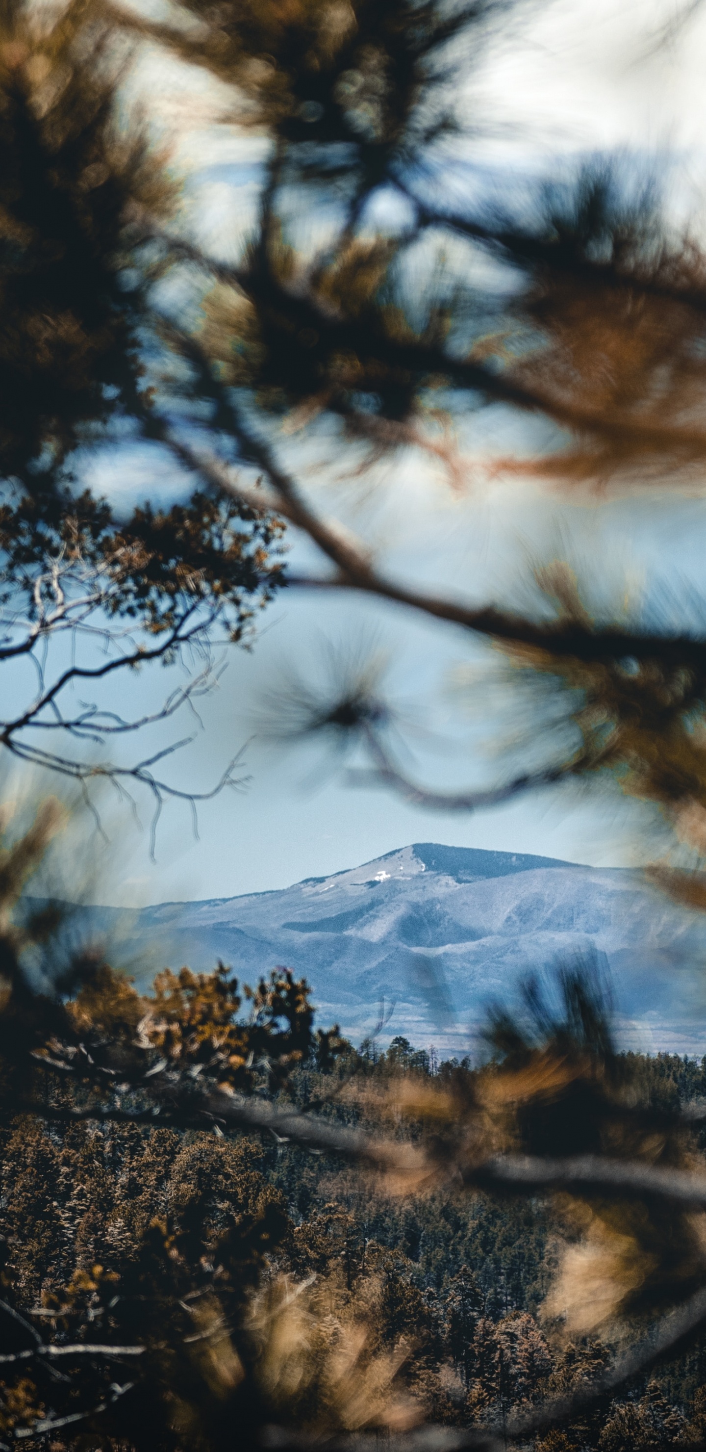 Reflexion, Wildnis, Naturlandschaft, Natur, Woody Pflanze. Wallpaper in 1440x2960 Resolution