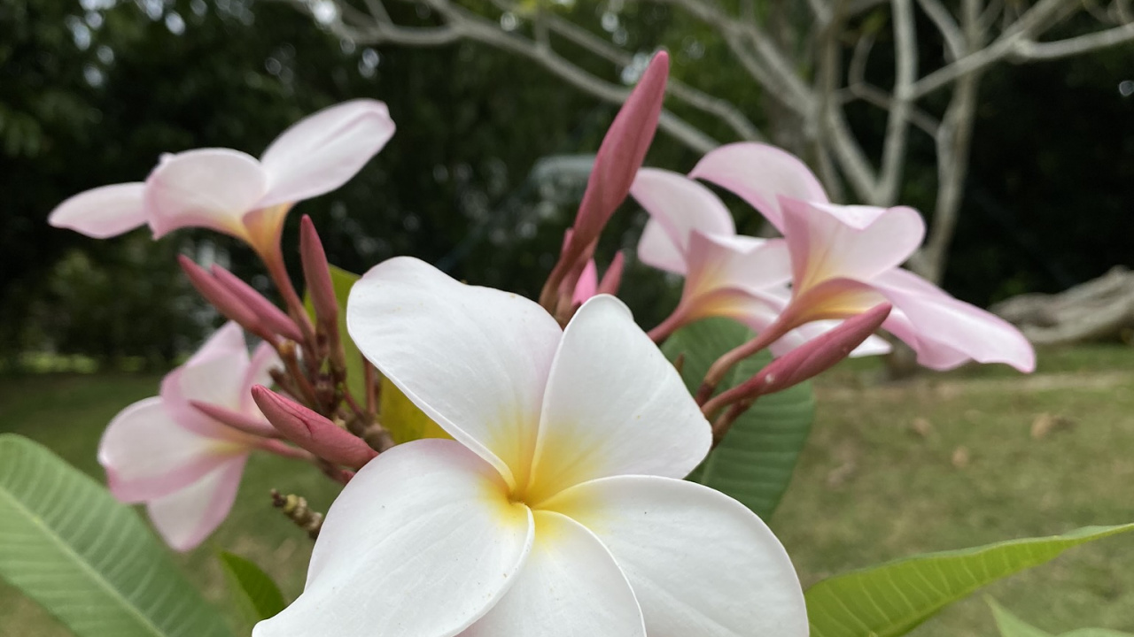 Flora, Science, Physics, Vegetation, Petal. Wallpaper in 1280x720 Resolution