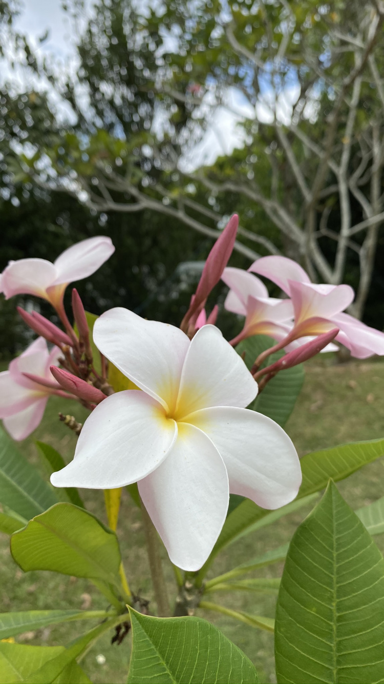 Flora, Science, Physics, Vegetation, Petal. Wallpaper in 750x1334 Resolution