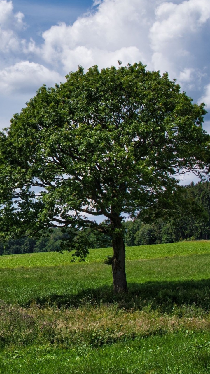 自然景观, 草, 灌木 壁纸 720x1280 允许