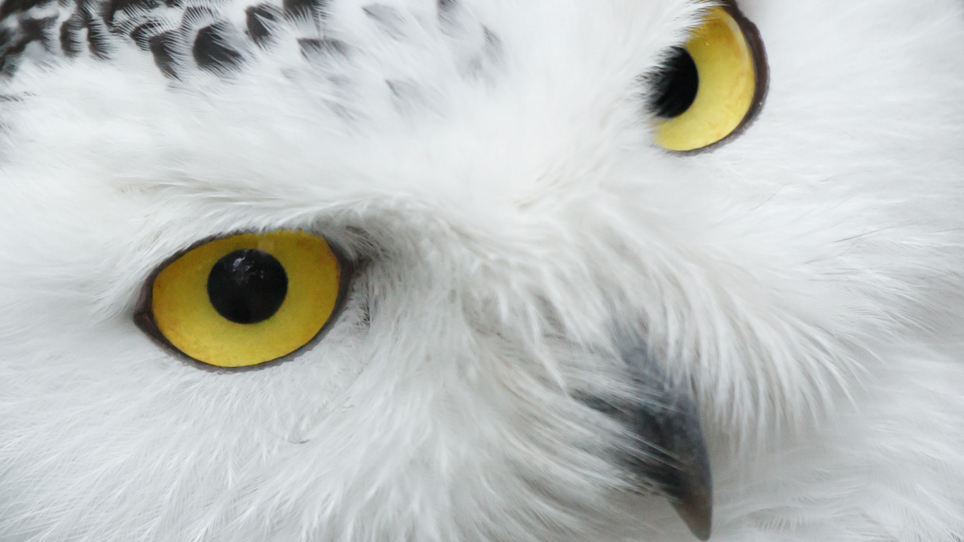 White and Black Owl With Yellow Eyes. Wallpaper in 1366x768 Resolution