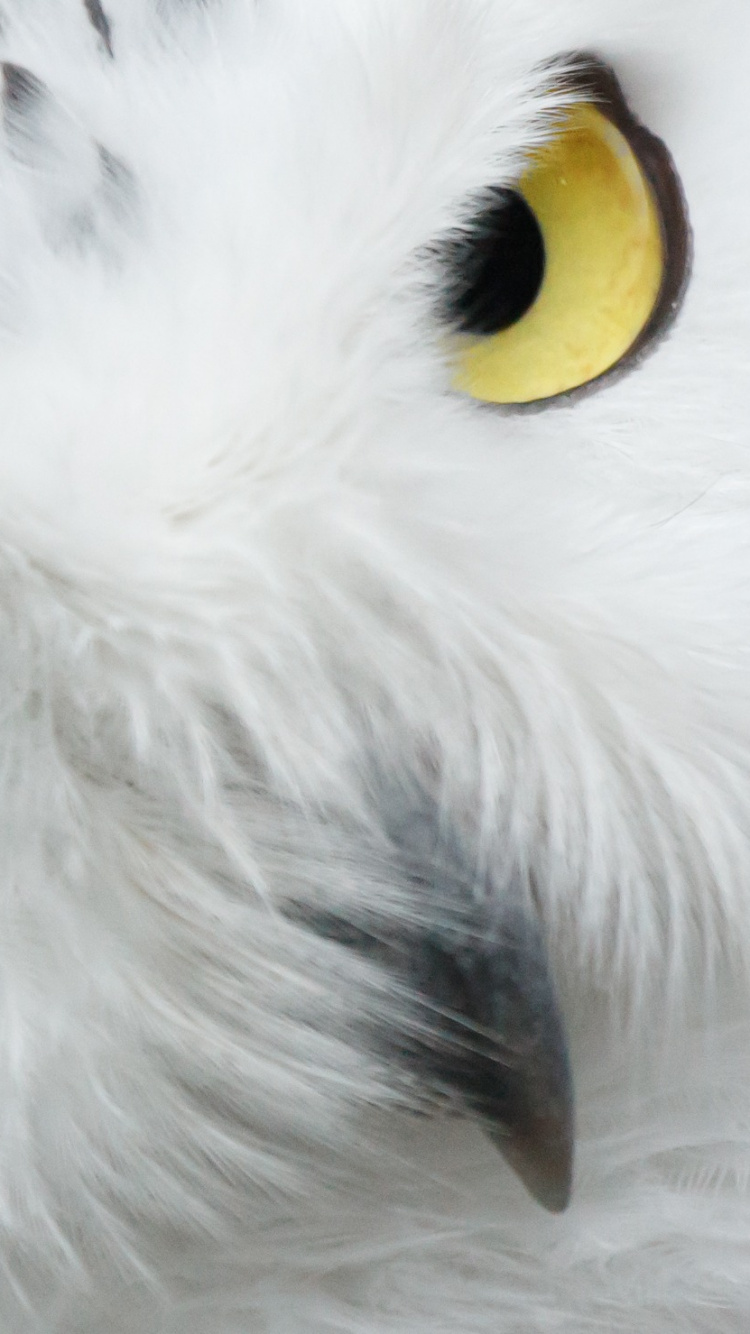 White and Black Owl With Yellow Eyes. Wallpaper in 750x1334 Resolution