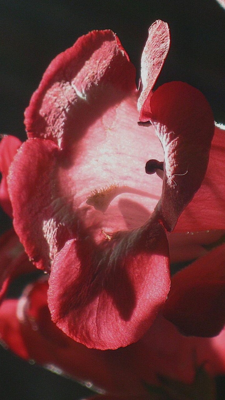红色的, 显花植物, 野花, 菌群, 光 壁纸 720x1280 允许