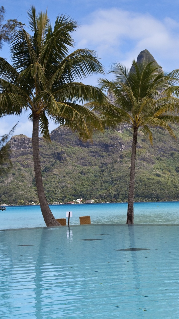Palmeras en la Playa Durante el Día. Wallpaper in 720x1280 Resolution
