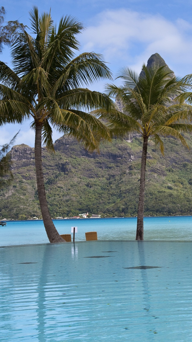Palmiers Sur la Plage Pendant la Journée. Wallpaper in 750x1334 Resolution