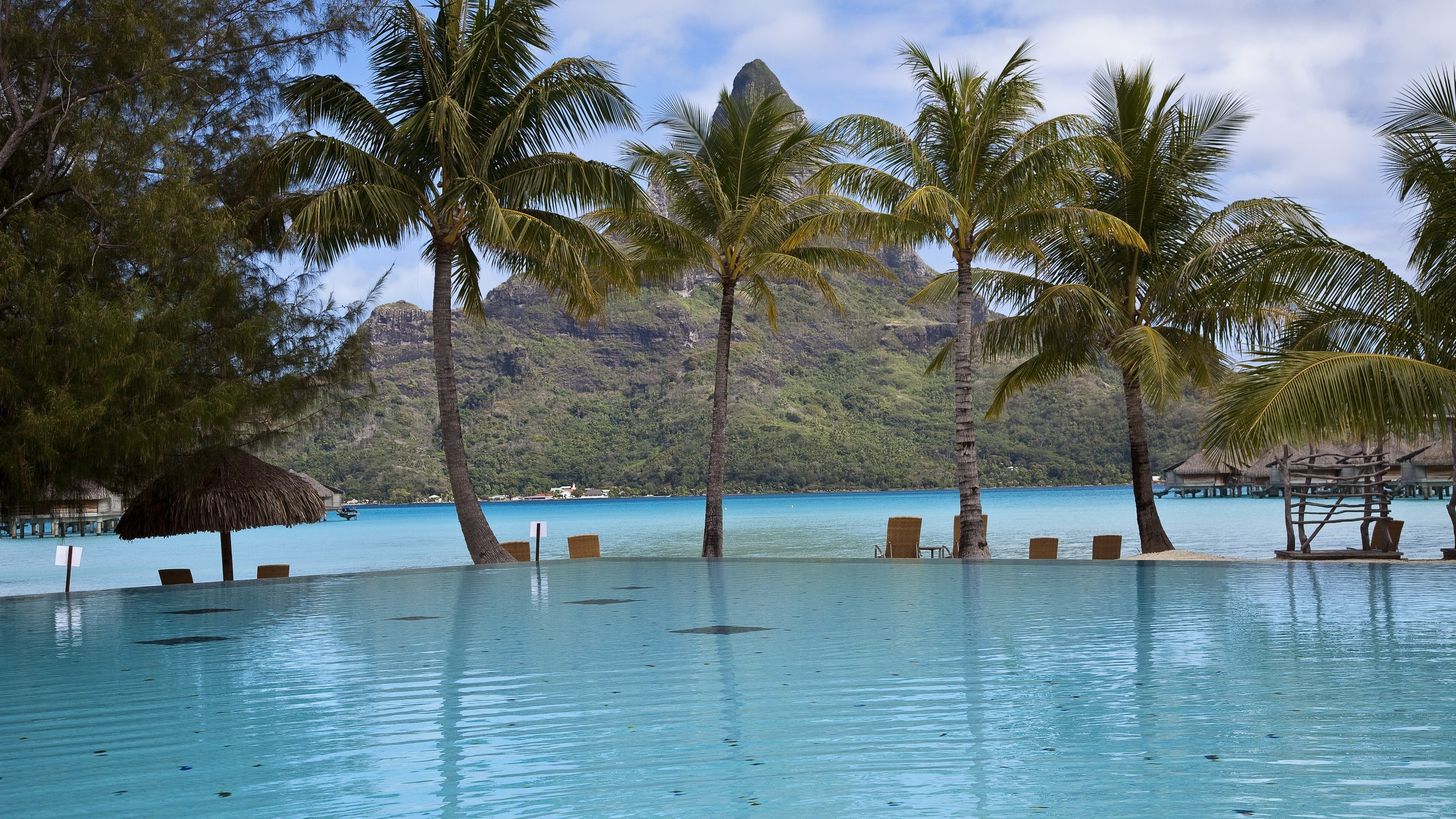 Palm Trees on Beach During Daytime. Wallpaper in 2560x1440 Resolution