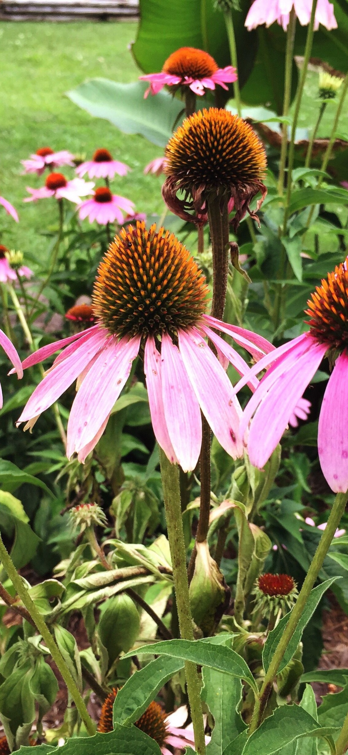 Purple Coneflower Echinacea, Flower, Perennial Plant, Plants, Plant. Wallpaper in 1125x2436 Resolution