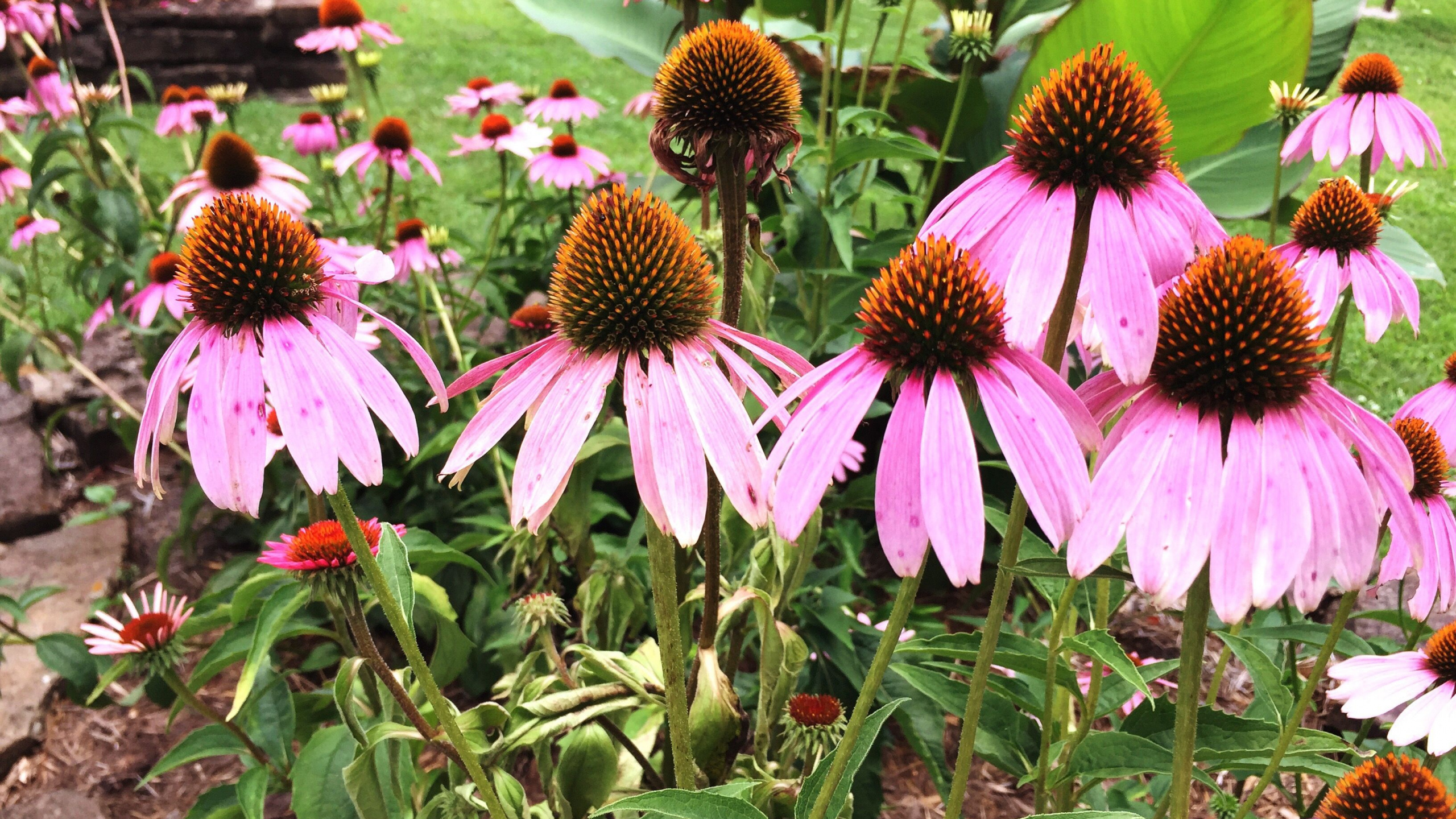 Purple Coneflower Echinacea, Flower, Perennial Plant, Plants, Plant. Wallpaper in 2560x1440 Resolution