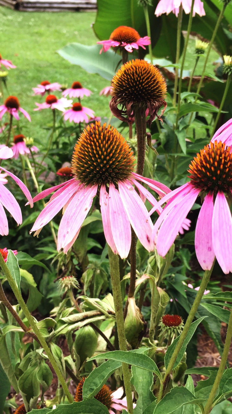 Purple Coneflower Echinacea, Flower, Perennial Plant, Plants, Plant. Wallpaper in 750x1334 Resolution