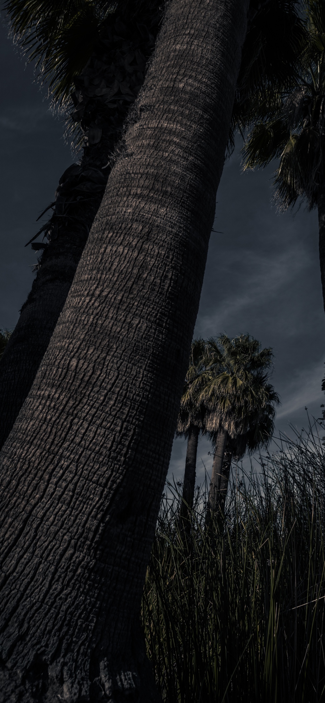 Planta Leñosa, Planta Terrestre, Arecales, Silueta, Cañón de la Pistola. Wallpaper in 1125x2436 Resolution