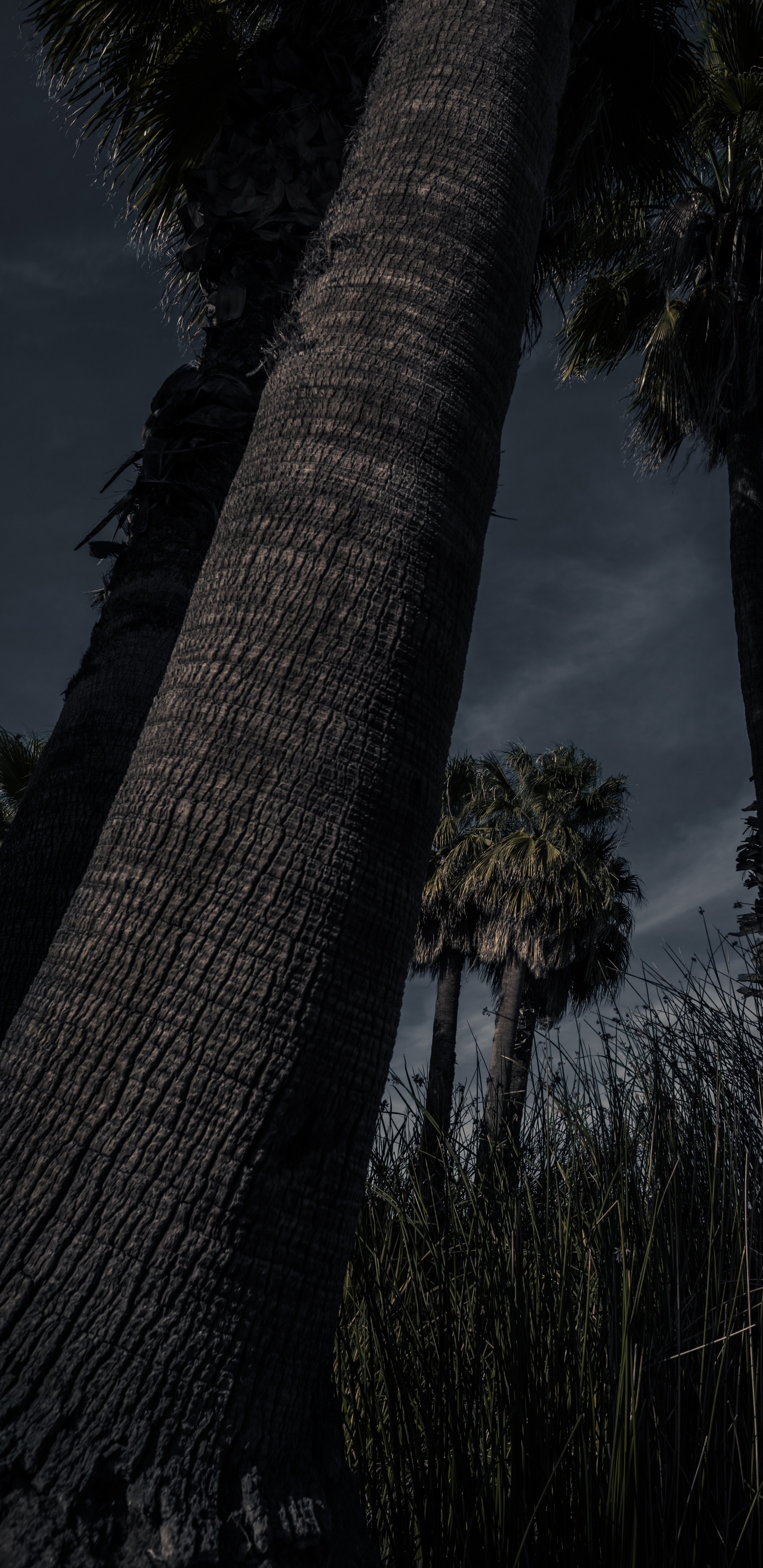 Planta Leñosa, Planta Terrestre, Arecales, Silueta, Cañón de la Pistola. Wallpaper in 1440x2960 Resolution