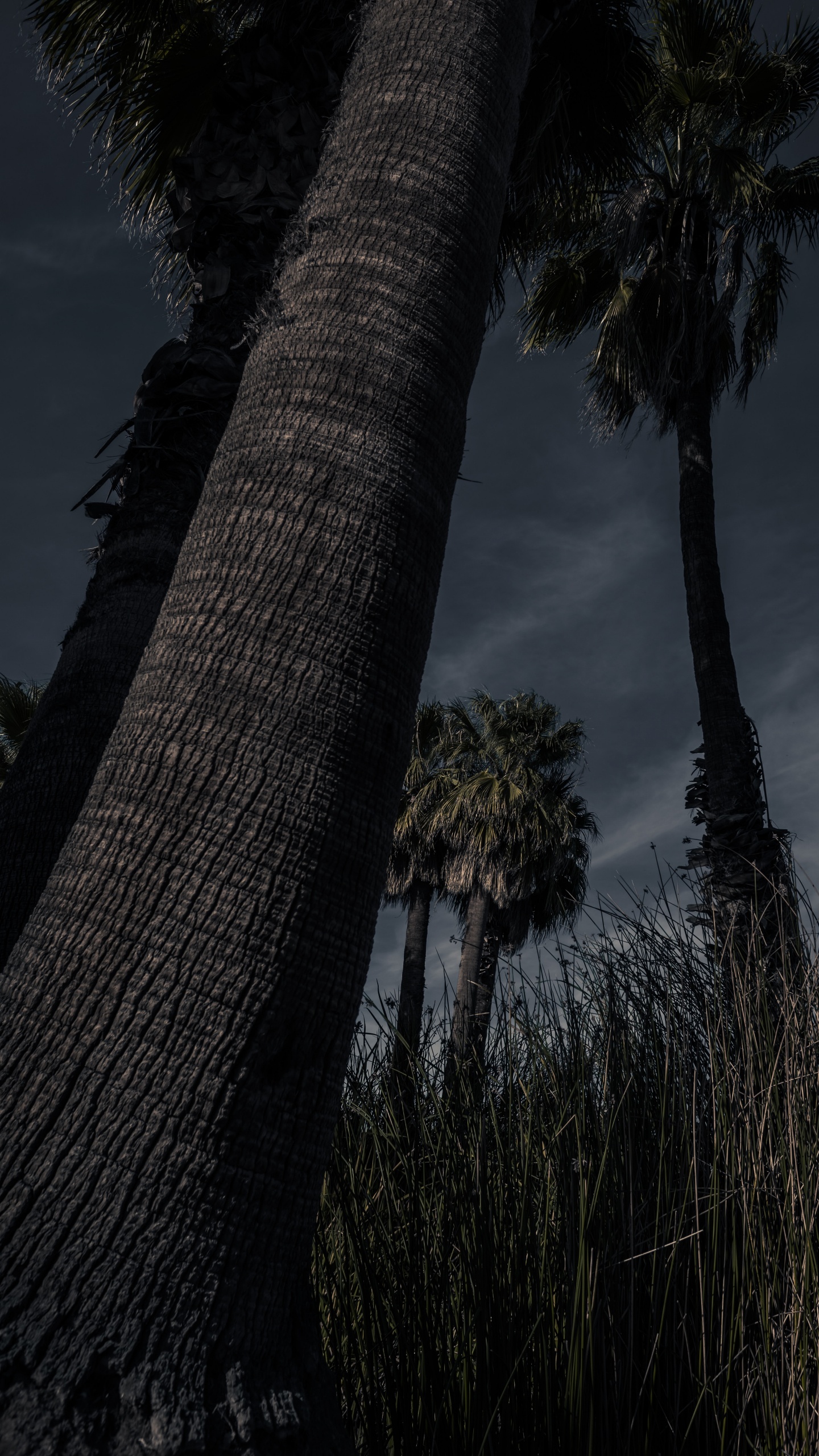 Plantes Ligneuses, Plante Terrestre, Arecales, Silhouette, Nature. Wallpaper in 1440x2560 Resolution