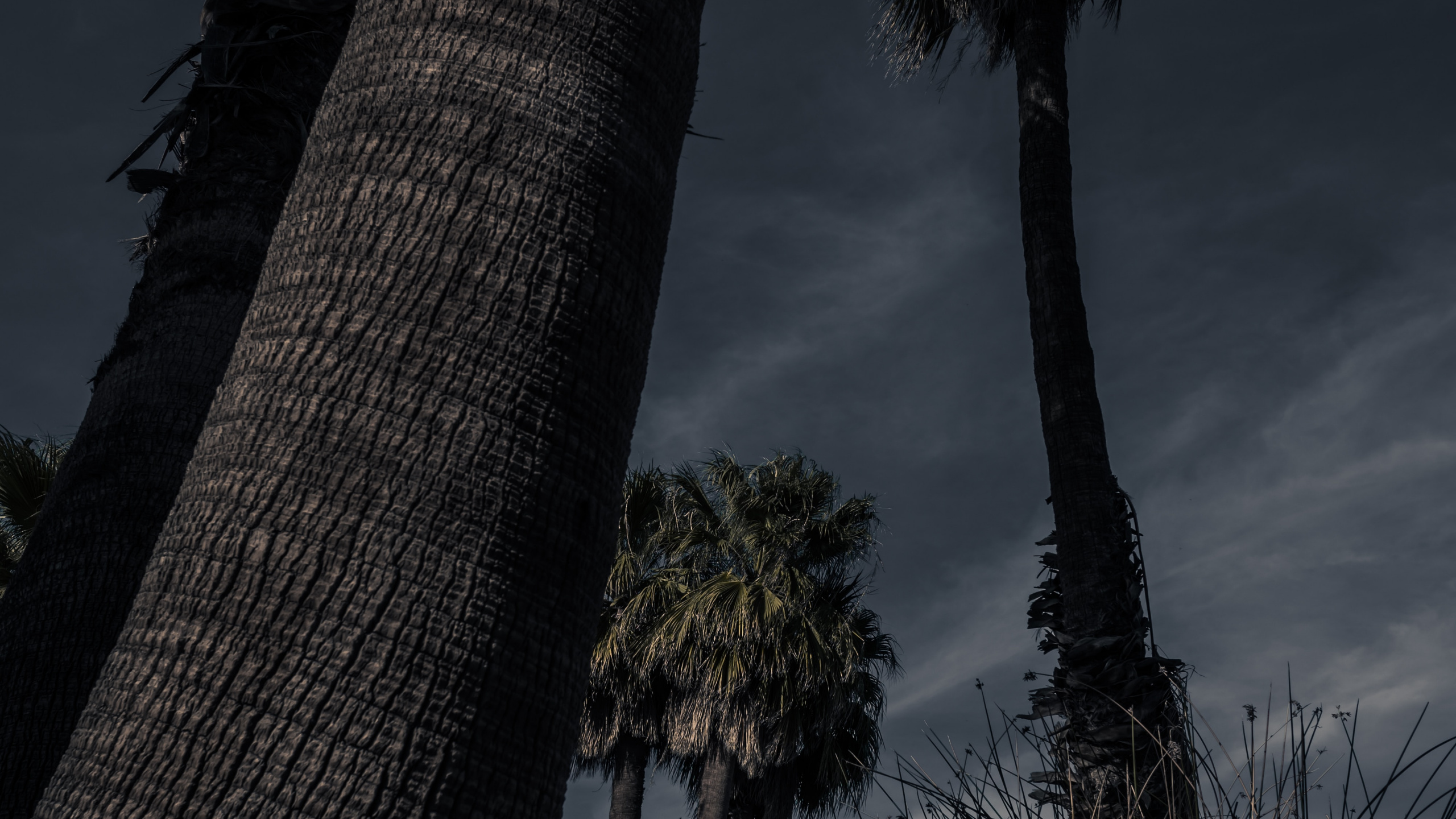 Plantes Ligneuses, Plante Terrestre, Arecales, Silhouette, Nature. Wallpaper in 2560x1440 Resolution