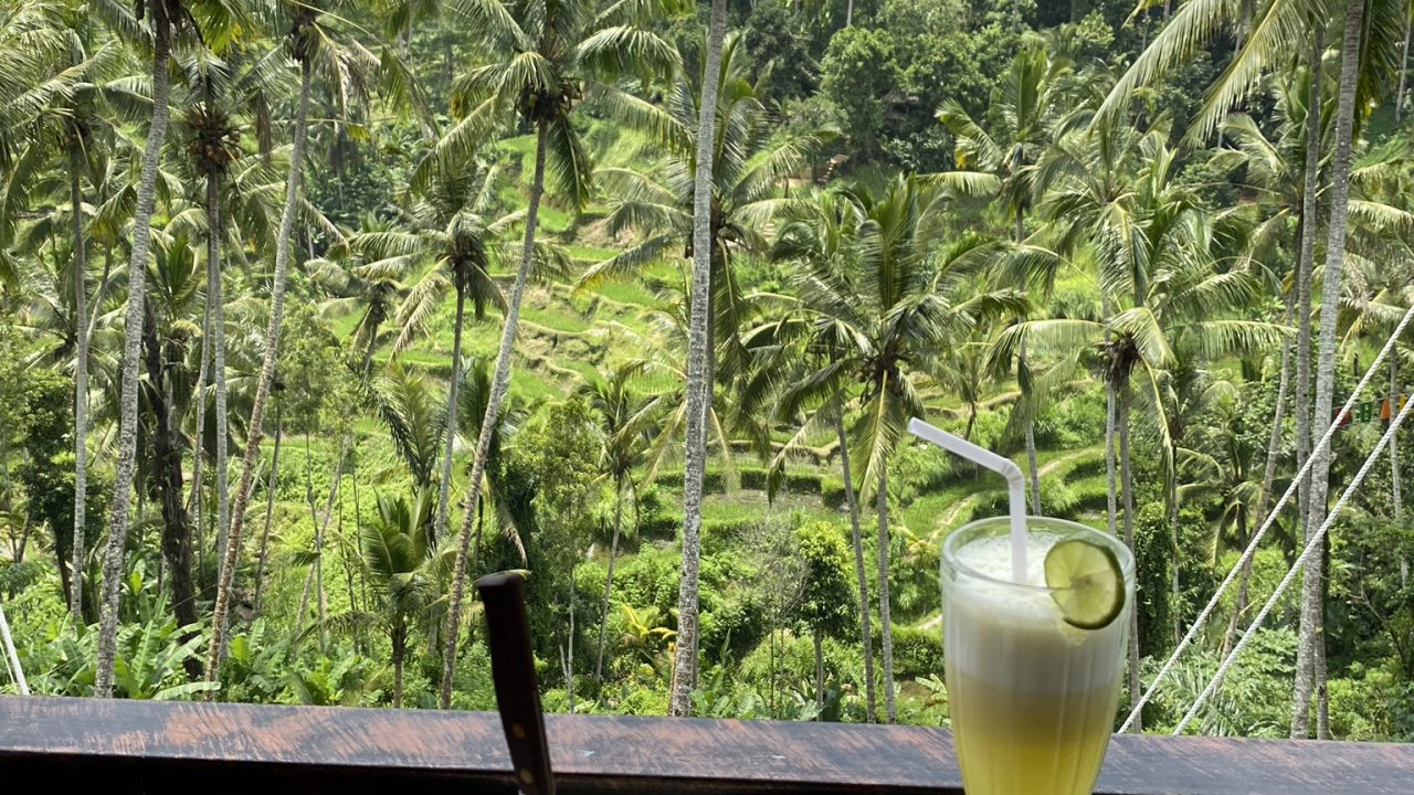 Palm Trees, Coconut, Science, Biology, Cooking. Wallpaper in 1280x720 Resolution