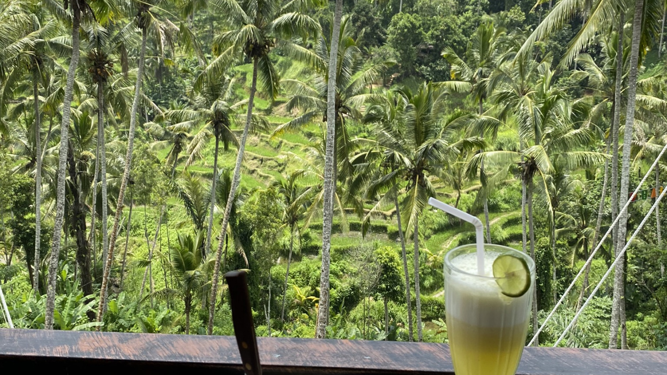 Palm Trees, Coconut, Science, Biology, Cooking. Wallpaper in 1366x768 Resolution