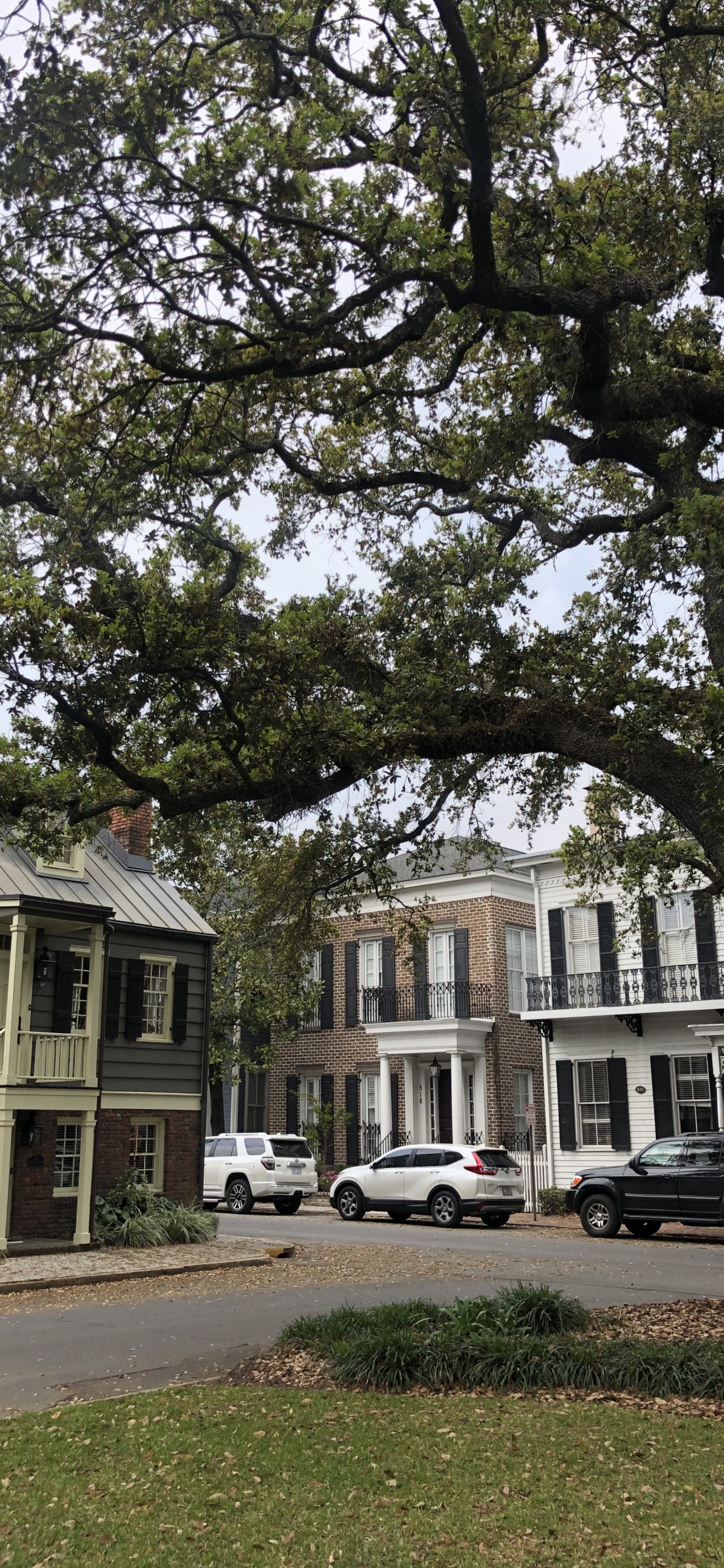 Baum, Fenster, Branch, Eigenschaft, Nachbarschaft. Wallpaper in 1242x2688 Resolution