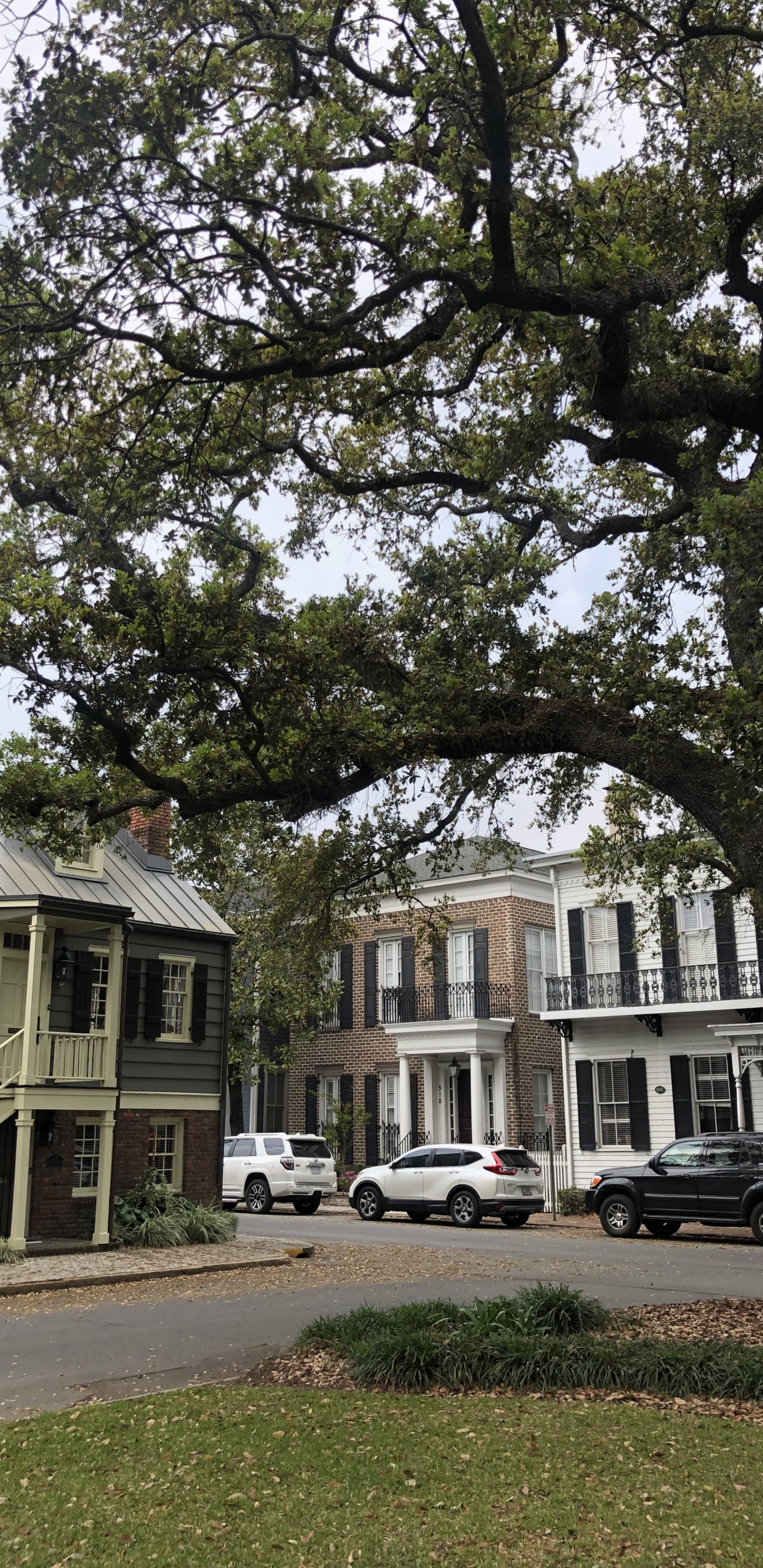 Baum, Fenster, Branch, Eigenschaft, Nachbarschaft. Wallpaper in 1440x2960 Resolution