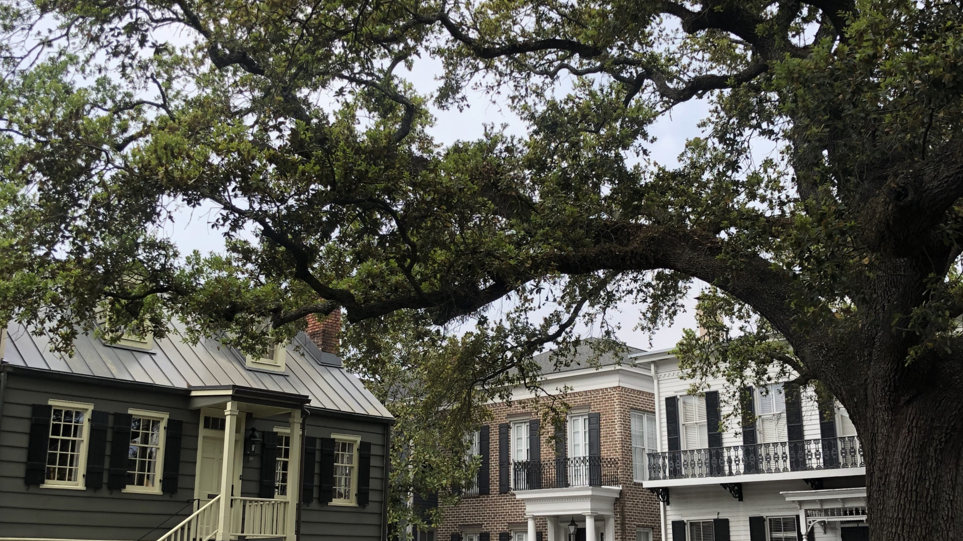 Baum, Fenster, Branch, Eigenschaft, Nachbarschaft. Wallpaper in 1920x1080 Resolution